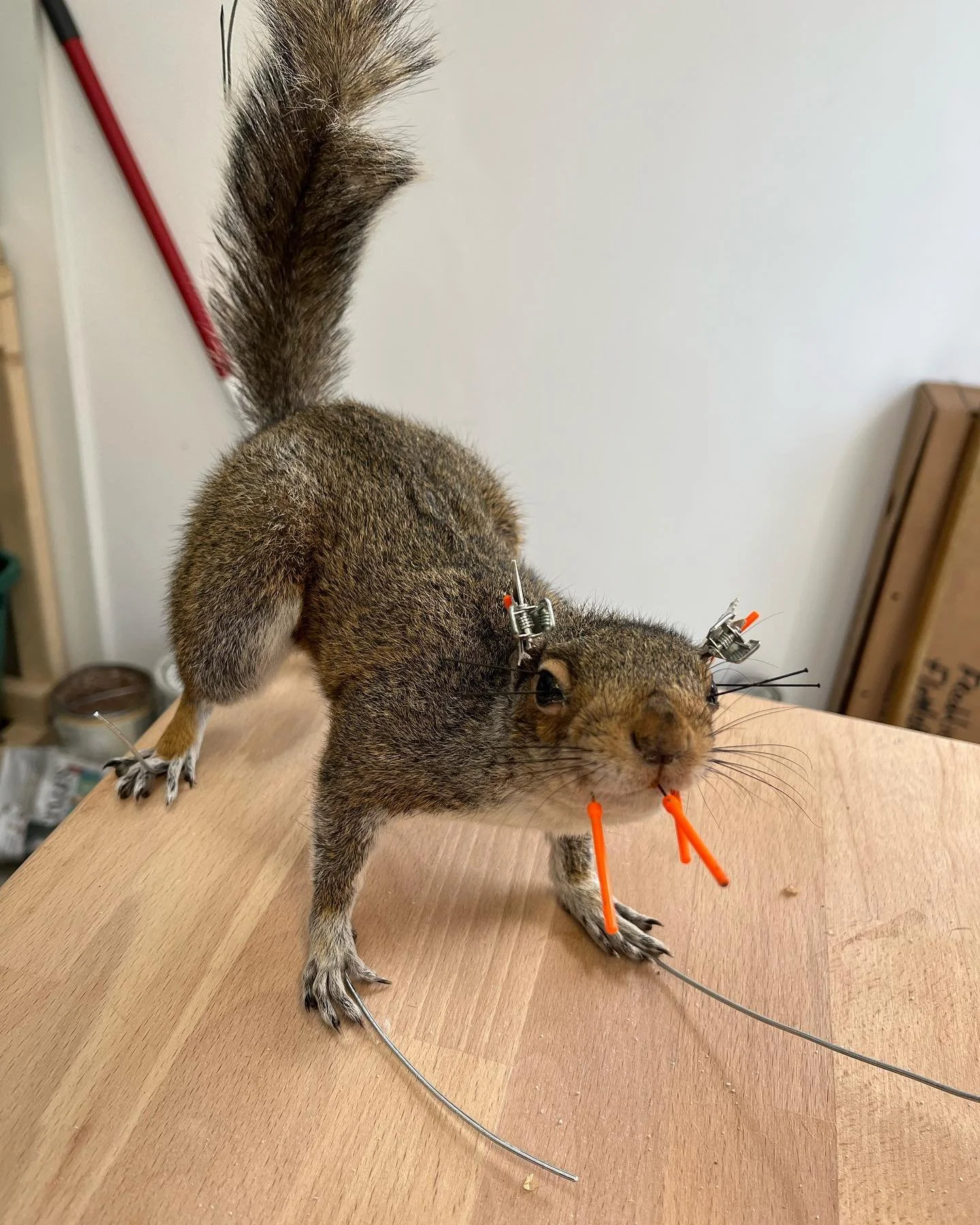 A squirrel with mechanical parts attached, including wires and orange-tipped probes, on a wooden surface.