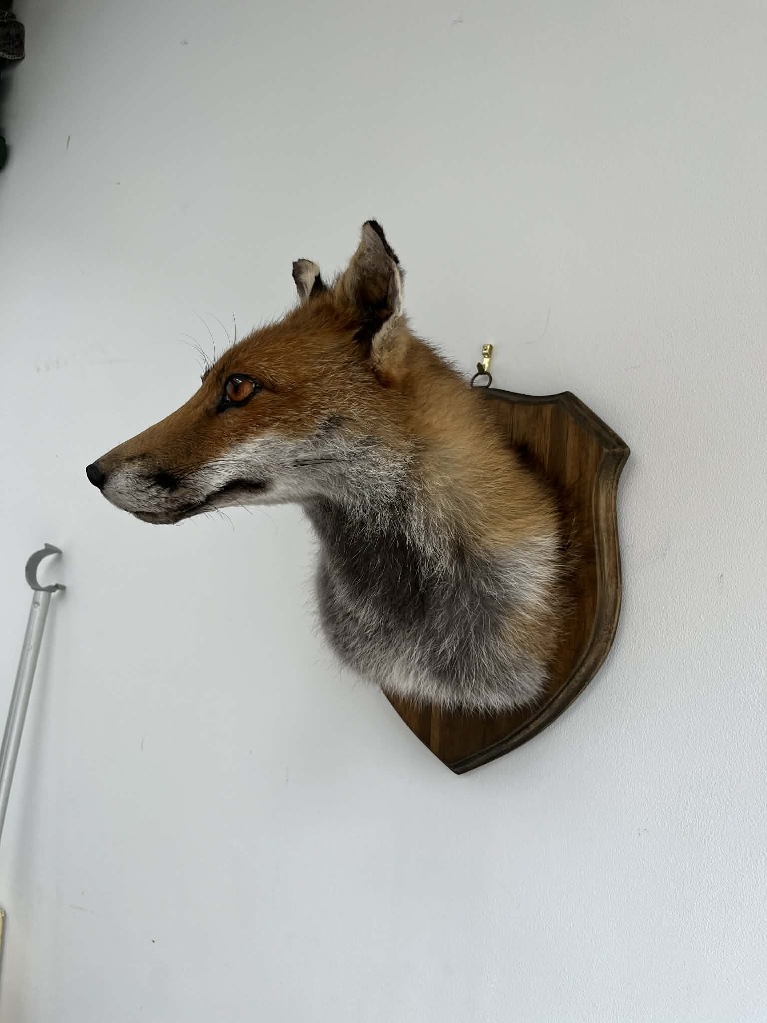 A mounted animal head with a fox's face and fur, displayed on a wooden plaque on a white wall.