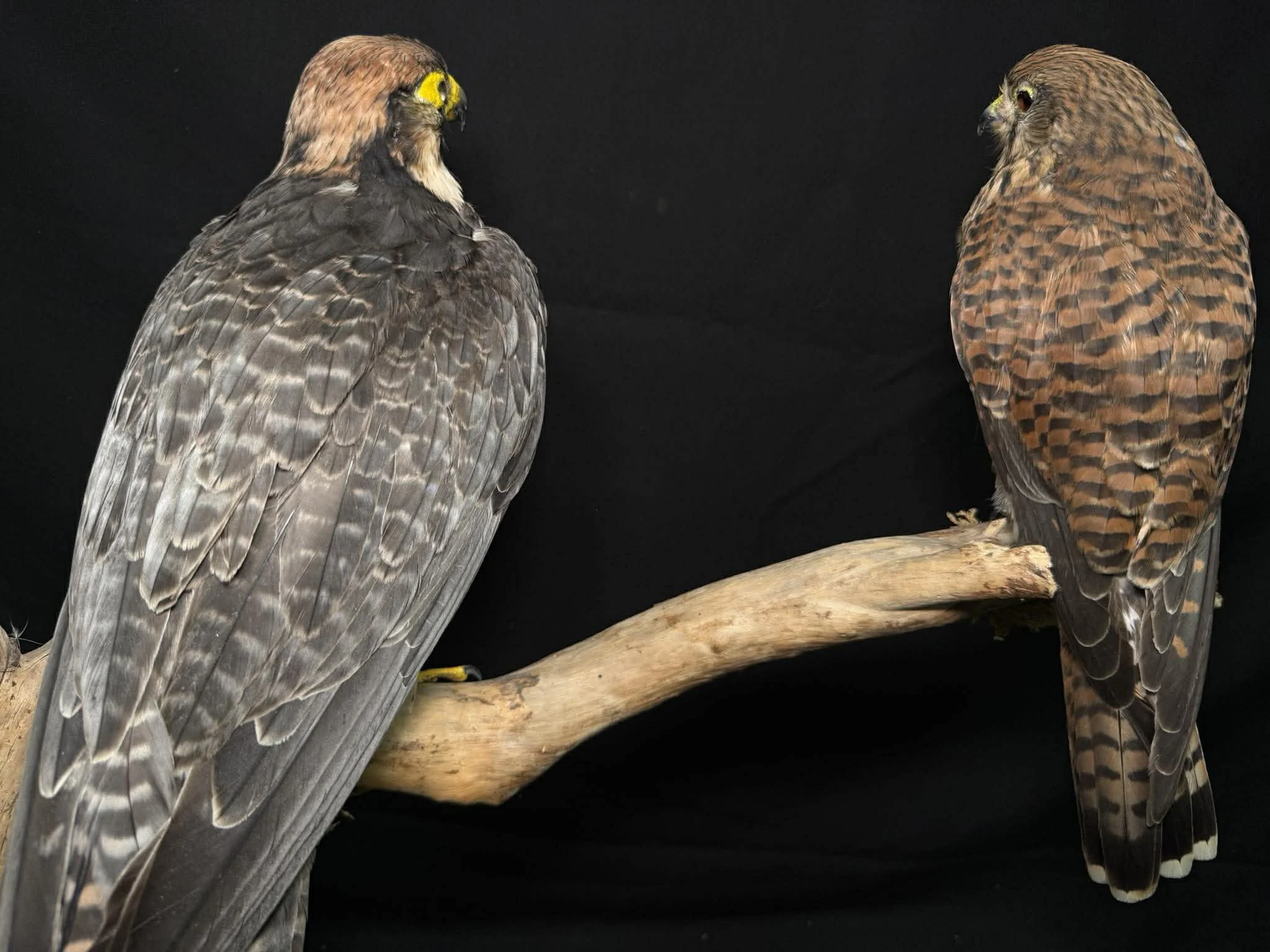 Two birds of prey perched on a branch against a black background.
