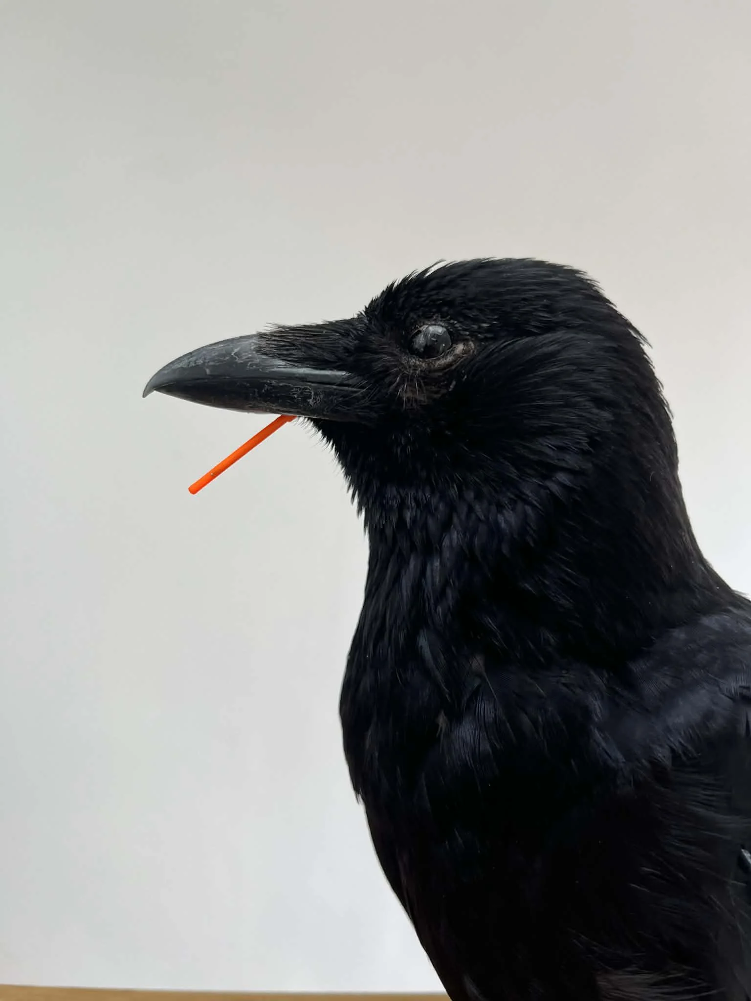 Close-up of a black bird, possibly a crow or raven, holding an orange toothpick in its beak, against a plain light background.