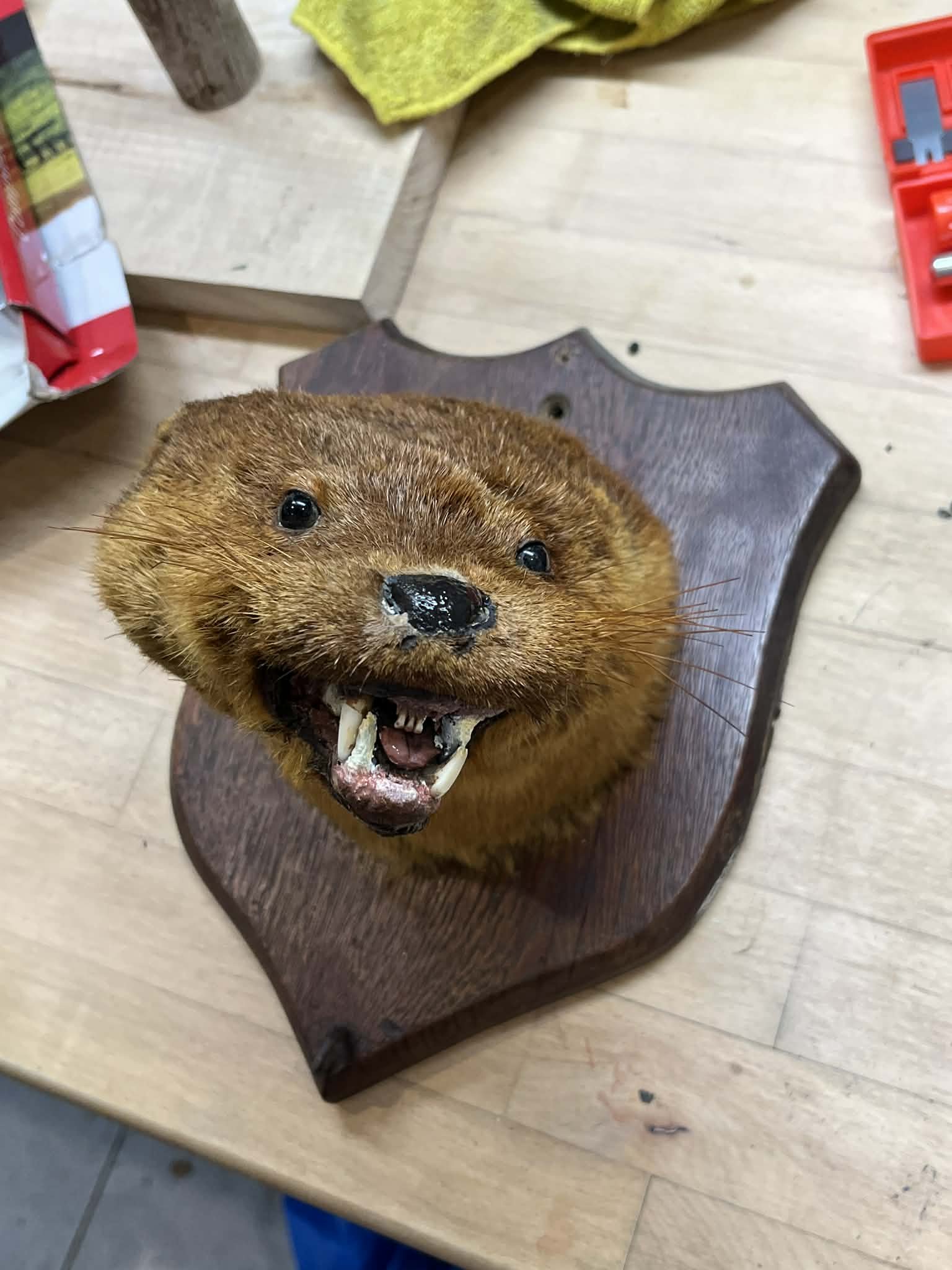 Taxidermy display of a smiling otter's head with a wooden plaque base on a workbench.