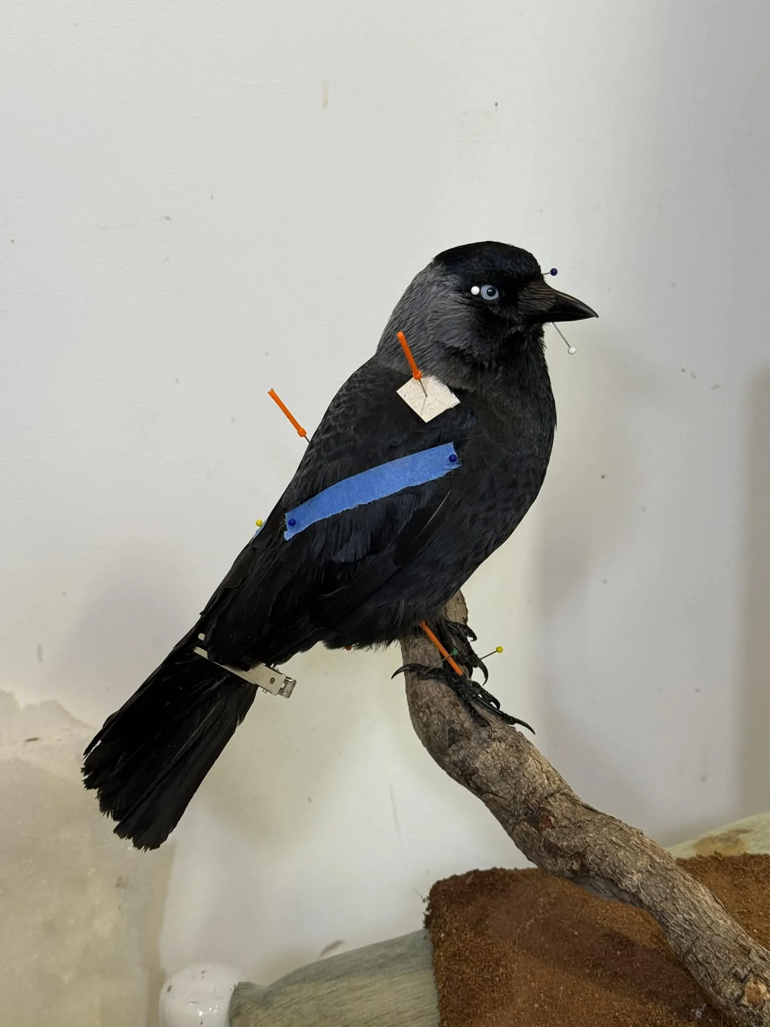 A crafted bird model with black feathers, perched on a branch, adorned with various pins and small papers.