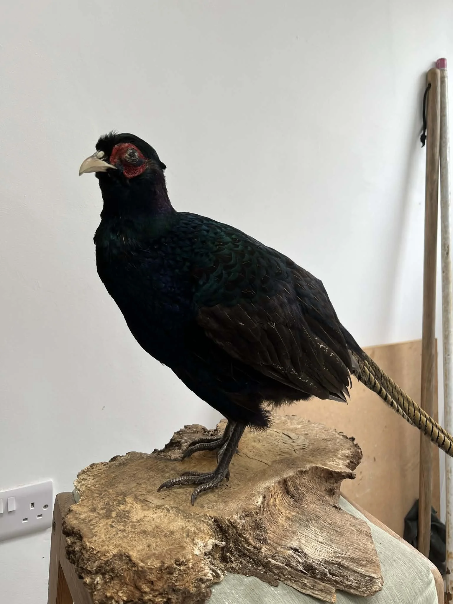 Mounted black bird with red facial skin and yellow beak on wooden base inside room.
