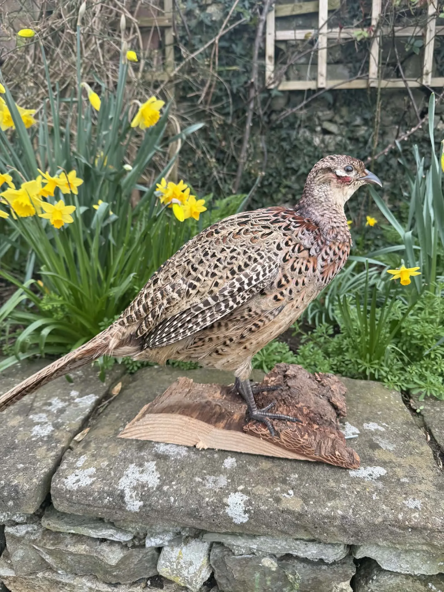 A bird with brown and black patterned feathers standing on a piece of wood on a stone surface, surrounded by yellow flowers and green foliage.