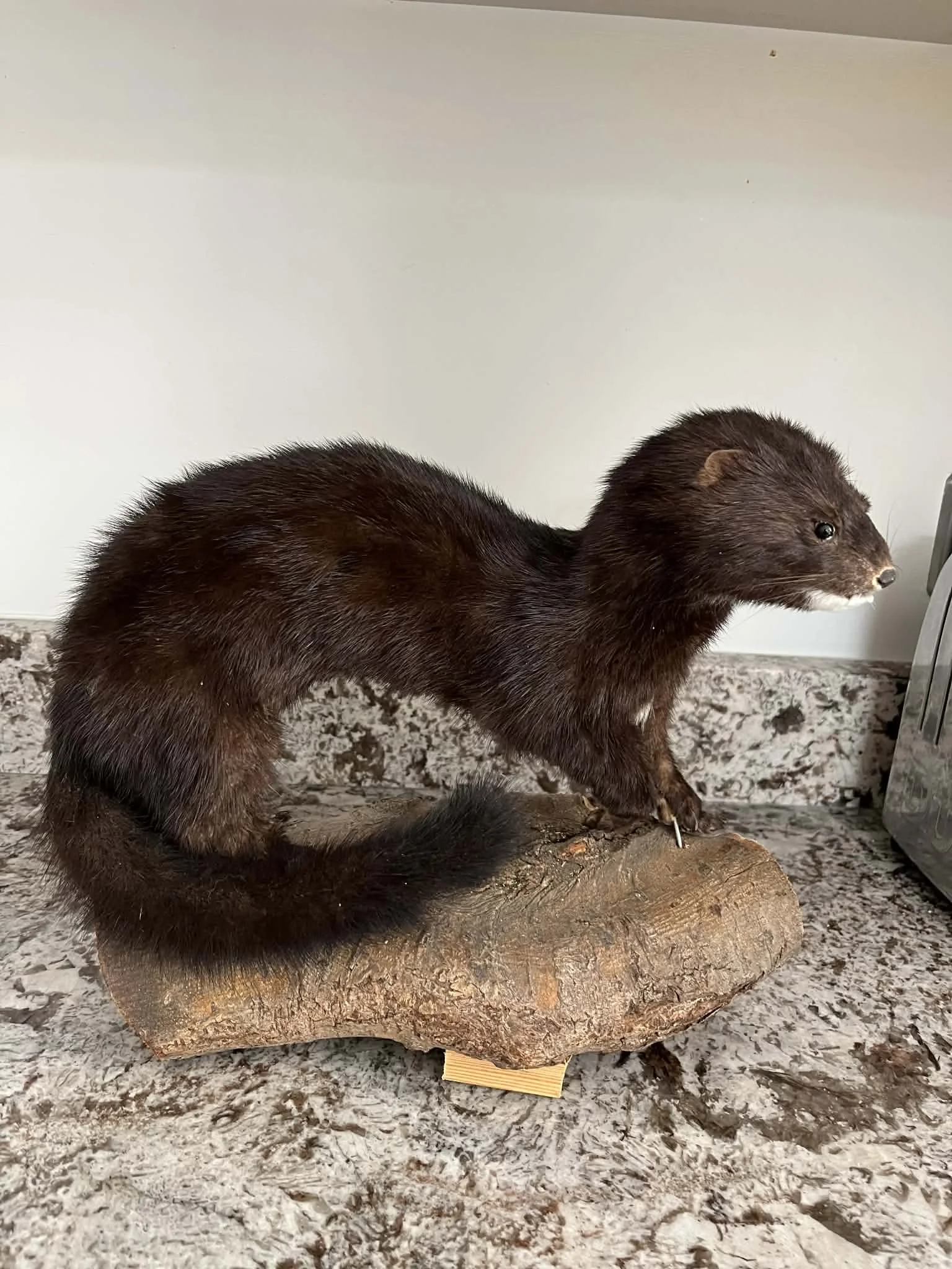 A taxidermy mount of a mink positioned on a piece of wood on a countertop.