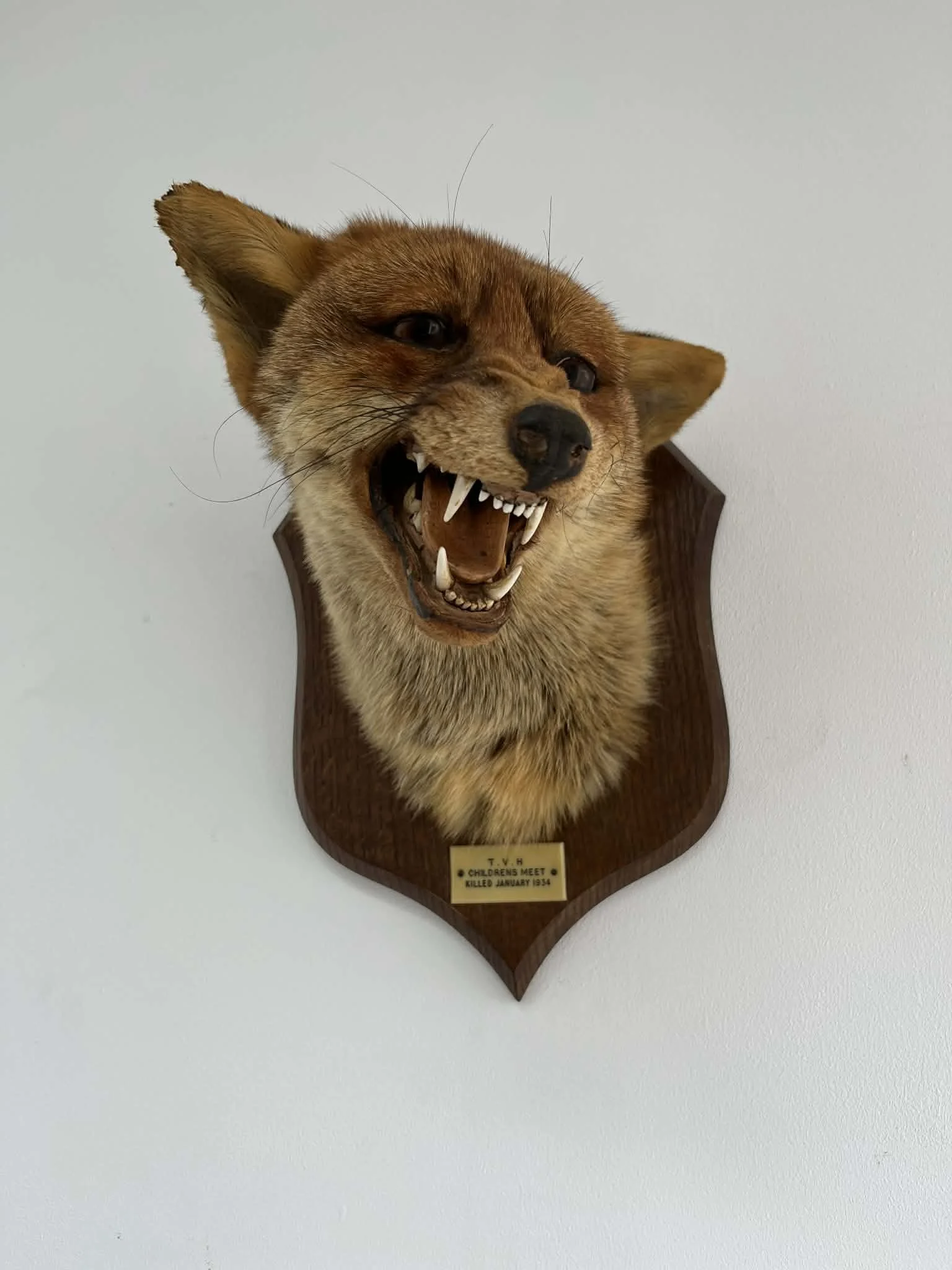Taxidermy display of a snarling fox head mounted on a wooden plaque.