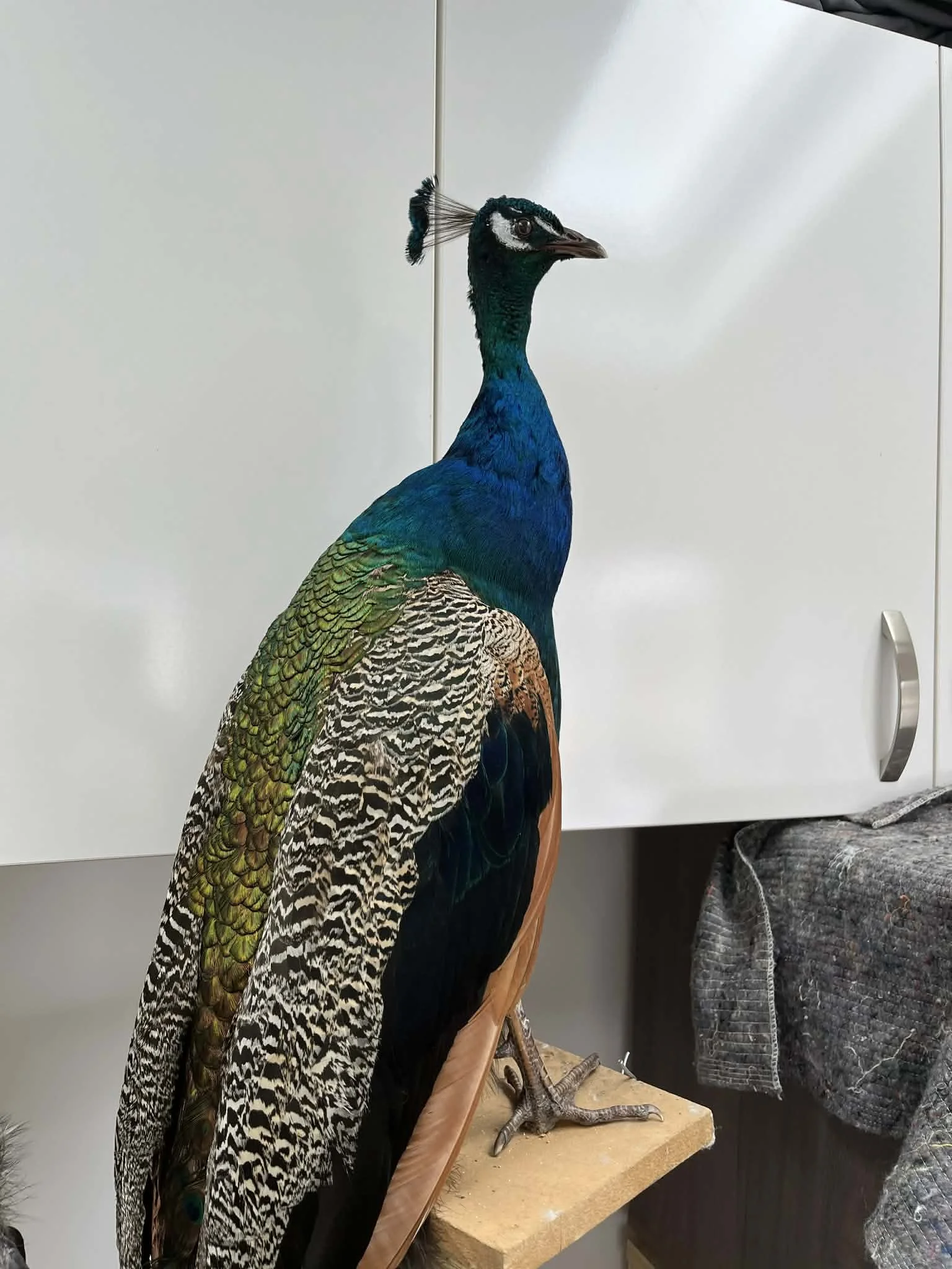 Taxidermy peacock with vibrant blue, green, black, and brown feathers, standing on a wooden platform in front of a white cabinet.
