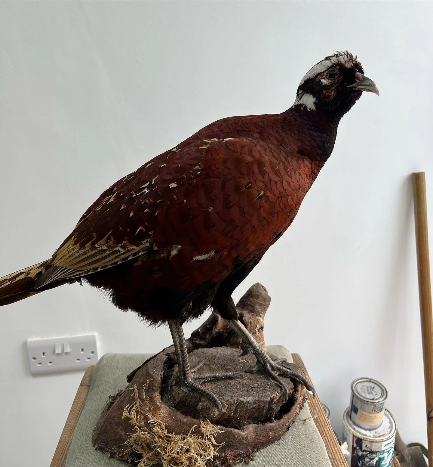 A mounted taxidermy bird with brown and white feathered wings and black face markings, positioned on a wooden base.
