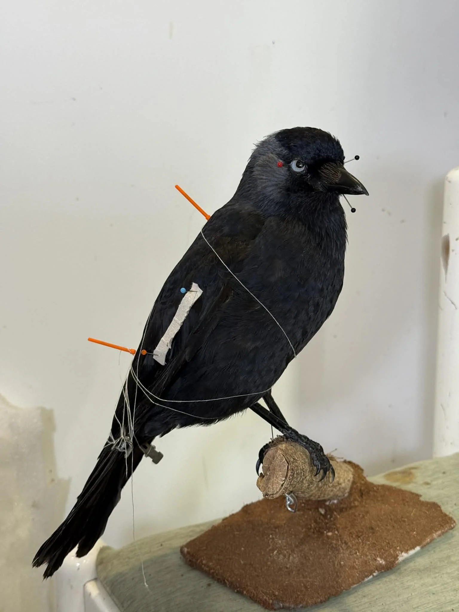 A taxidermy bird, possibly a crow or raven, mounted on a piece of wood. It has various pins and wires attached, indicating it is part of a taxidermy or scientific study process.