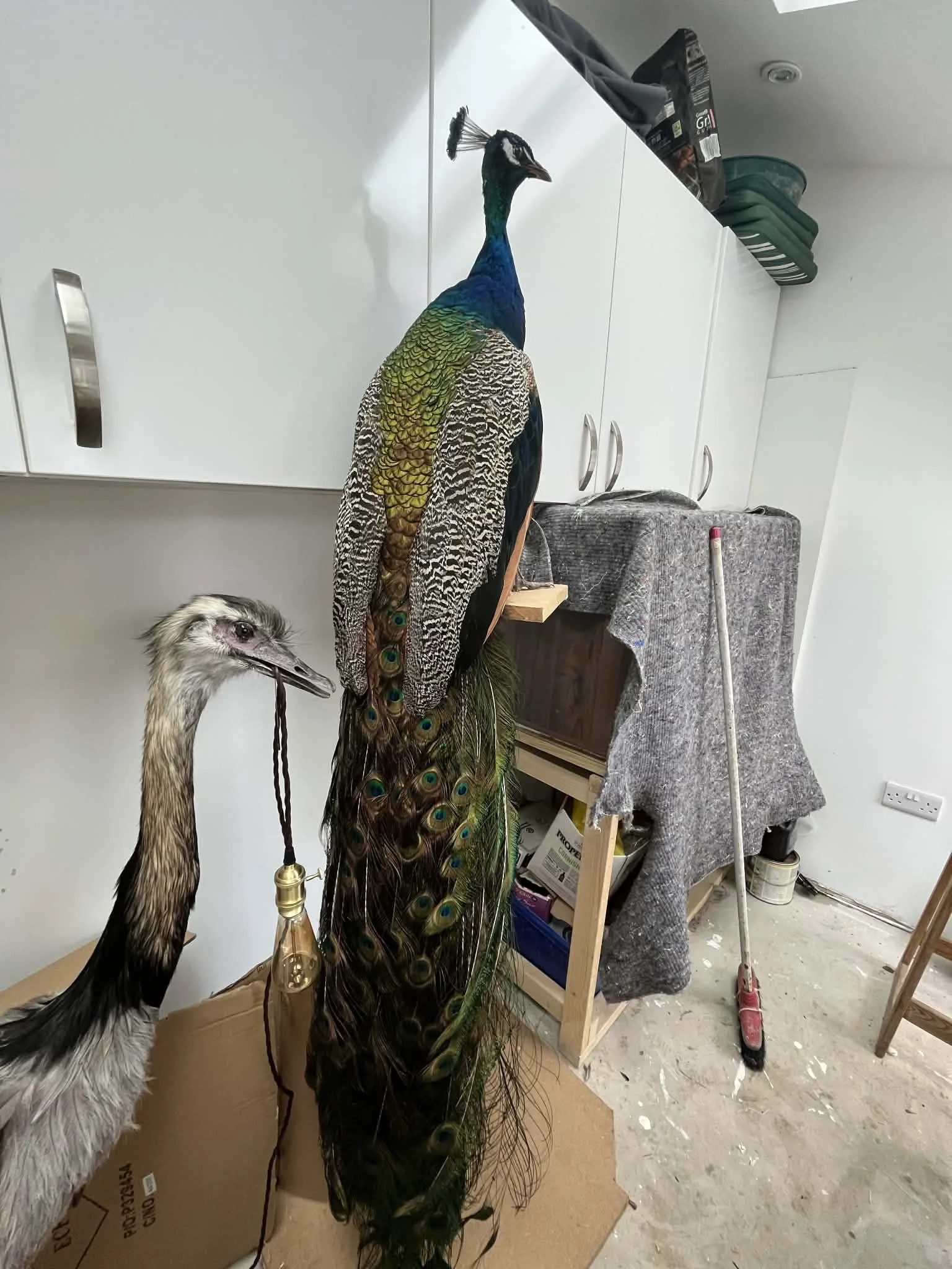 A mounted peacock with vibrant blue, green, and gold plumage next to a mounted crane in an indoor setting with cabinets and a broom in the background.