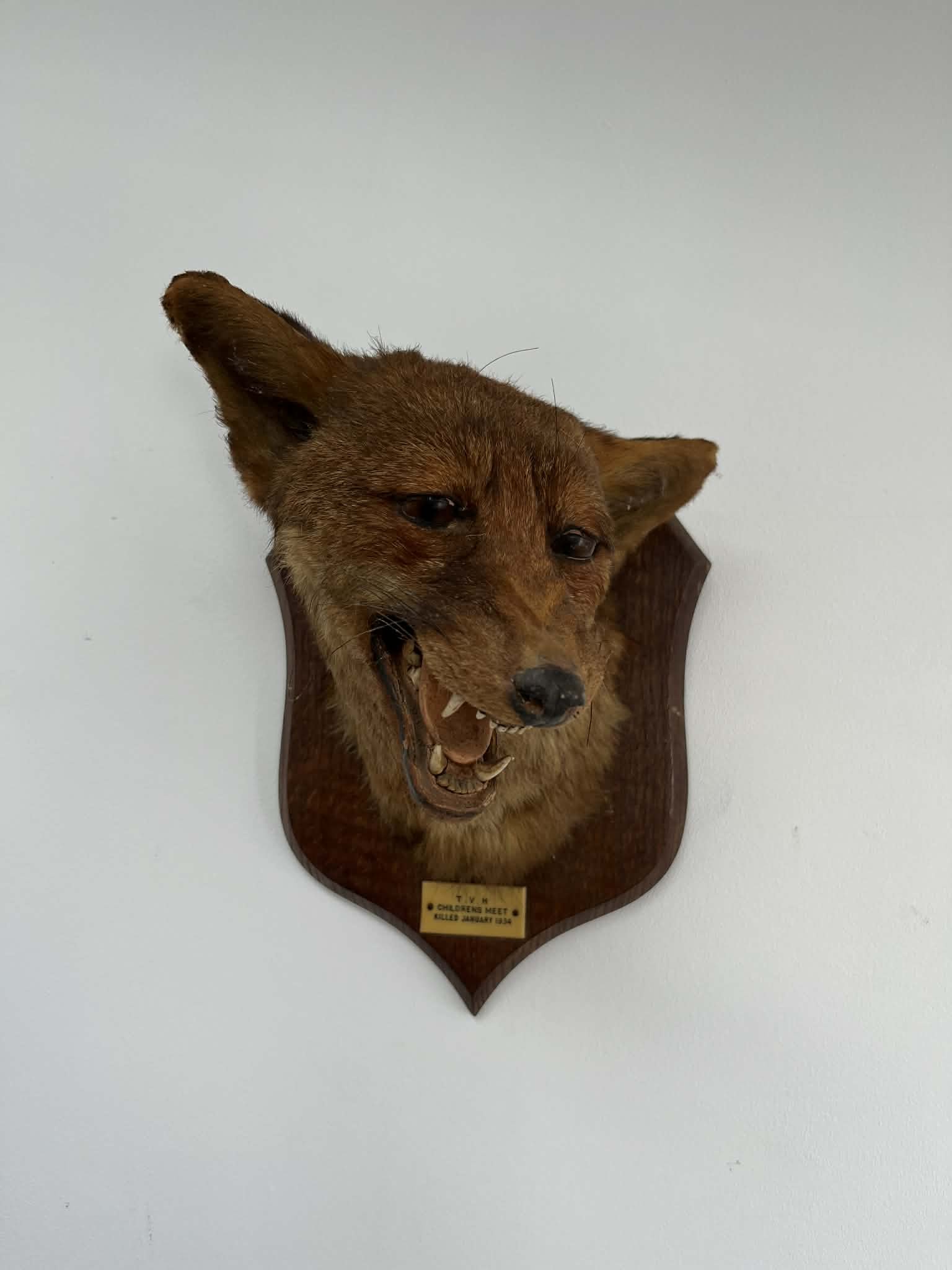 Taxidermy mount of a snarling dog head on a wooden plaque with a plaque indicating it is from the 1944 Children's Meet.