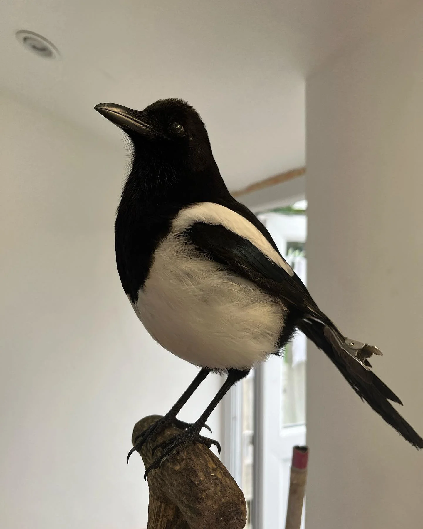 A mounted taxidermy bird, likely a Eurasian Magpie, perched on a wooden branch indoors with a ceiling light and windows in the background.