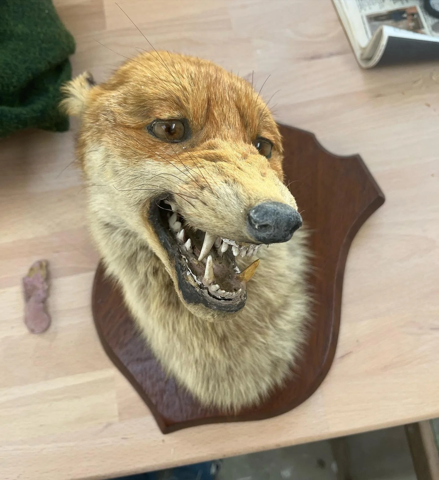 A mounted taxidermy fox head with an open mouth showing sharp teeth, displayed on a wooden plaque on a light-colored wooden surface.