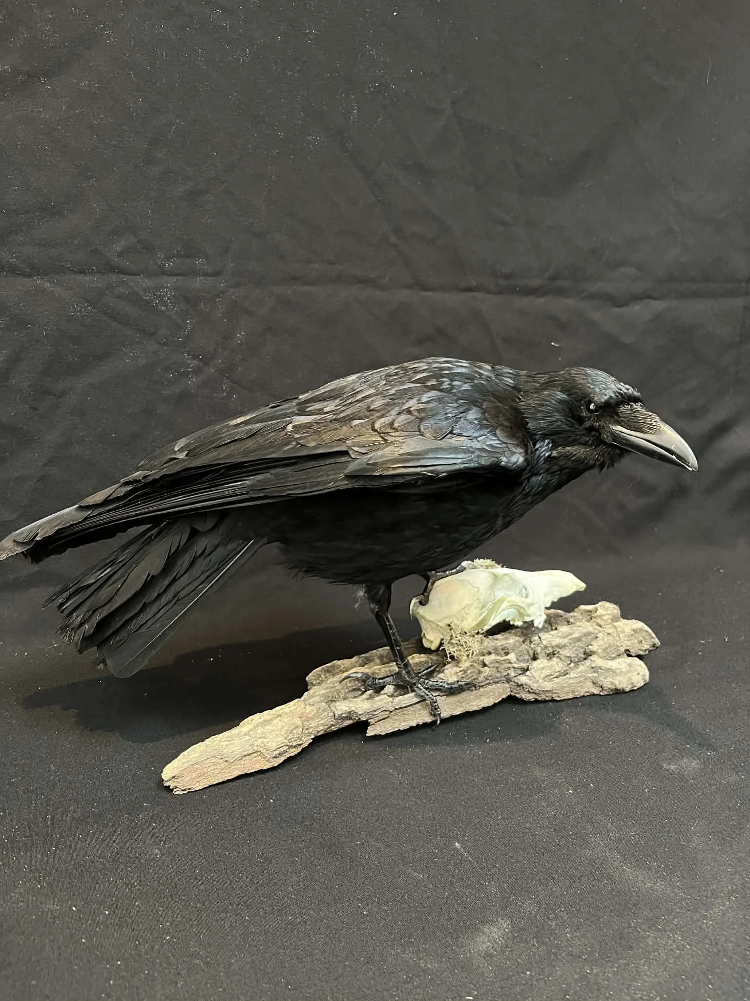 A mounted model of a crow with black feathers, sitting on a piece of wood with a small bone in front of it on a black background.