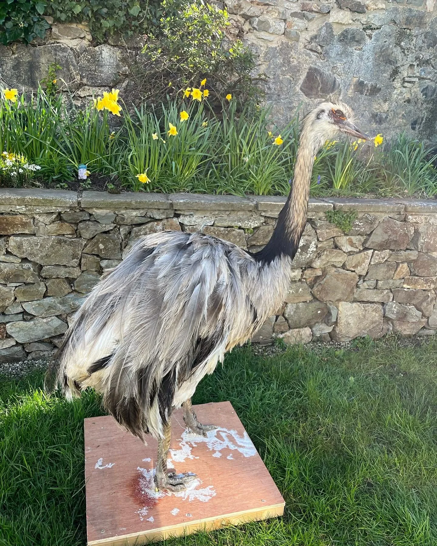 A large, ruffled grey and black bird, likely a heron, standing on a wooden platform outdoors. The background features a stone wall with greenery and yellow flowers.