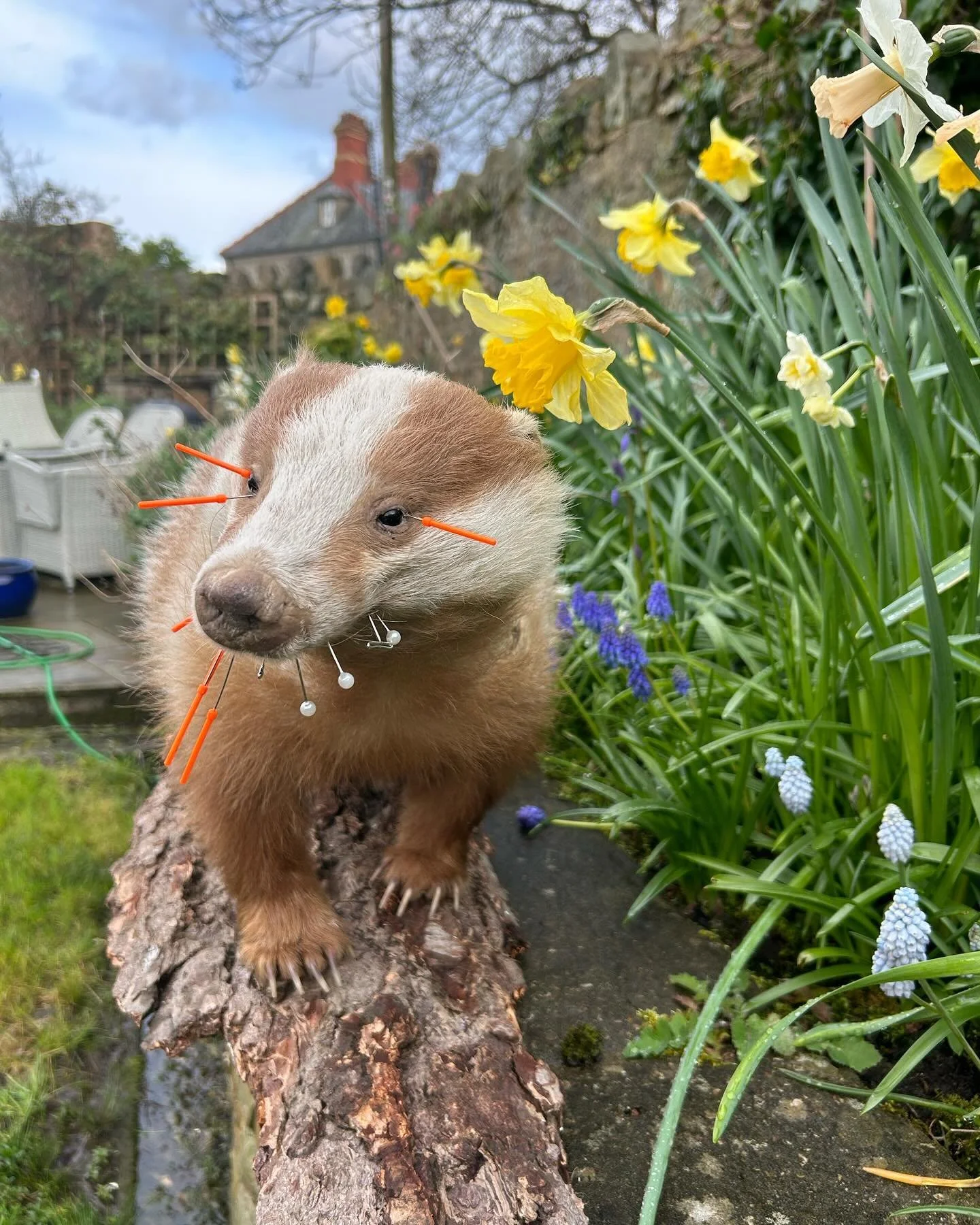 A cute ferret with orange and white toothpicks and pins in its face, standing on a tree trunk in a garden with yellow daffodils and purple grape hyacinths. A house is visible in the background.