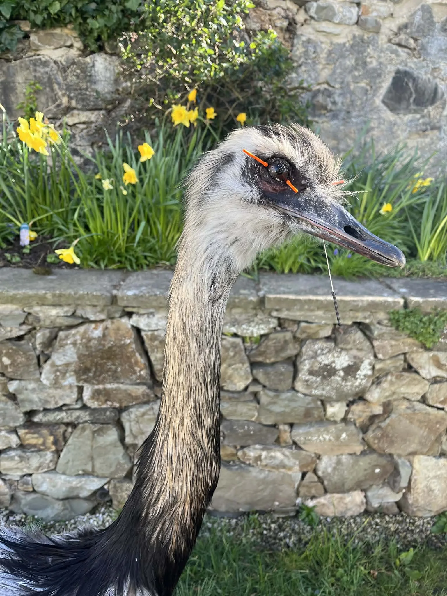 A retired racing greyhound with orange glasses sitting outdoors in front of a flower bed with yellow flowers and a stone wall.