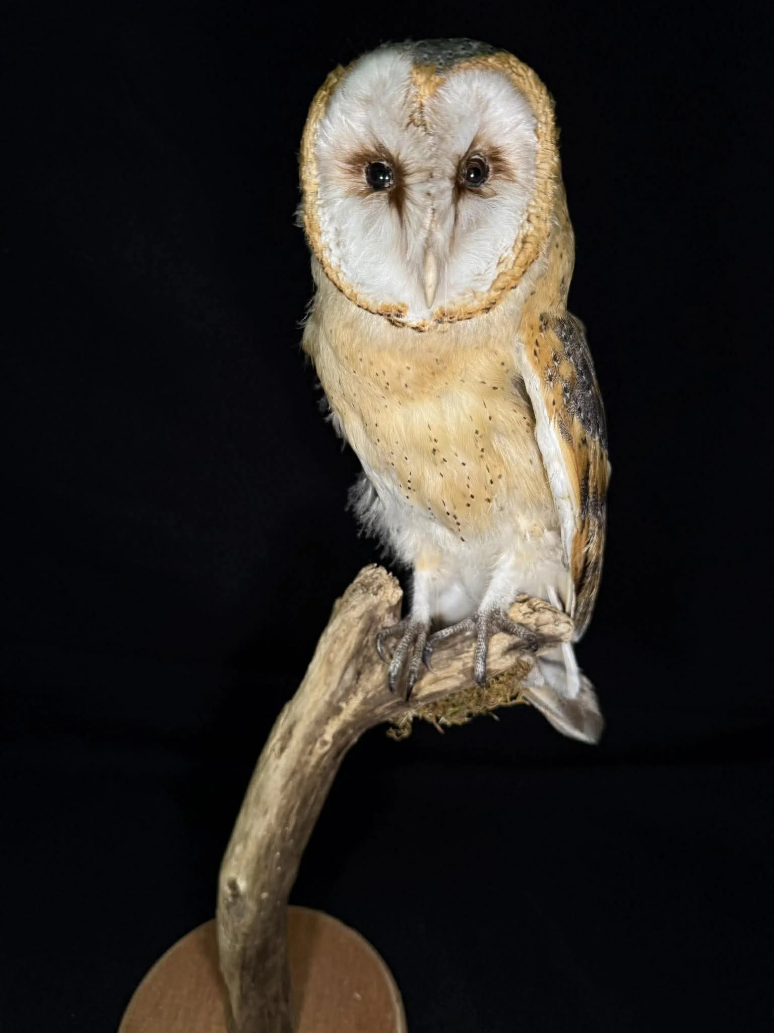 An owl with a human-like face perched on a wooden branch against a black background.