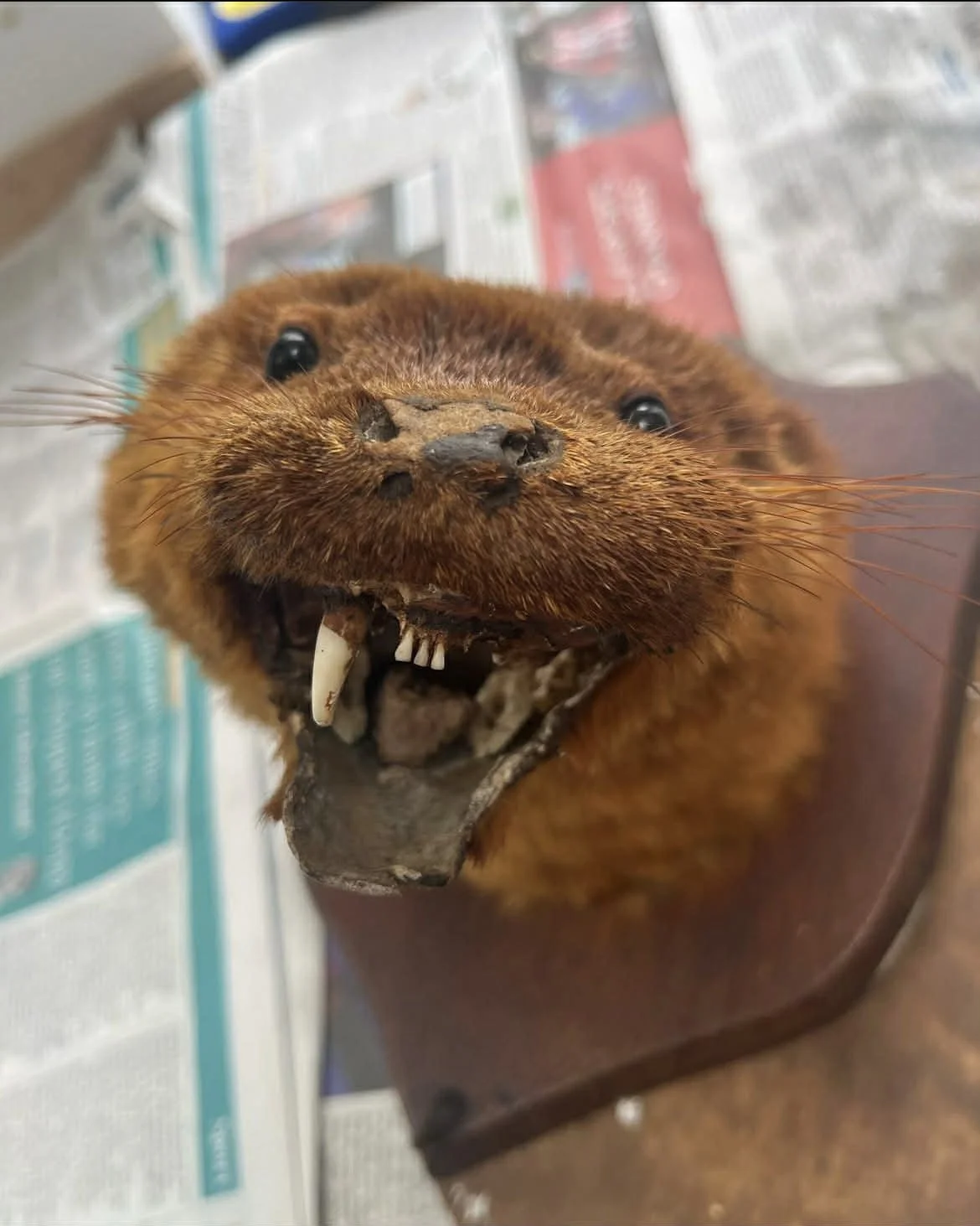 Close-up of a taxidermied beaver's head in a display case.