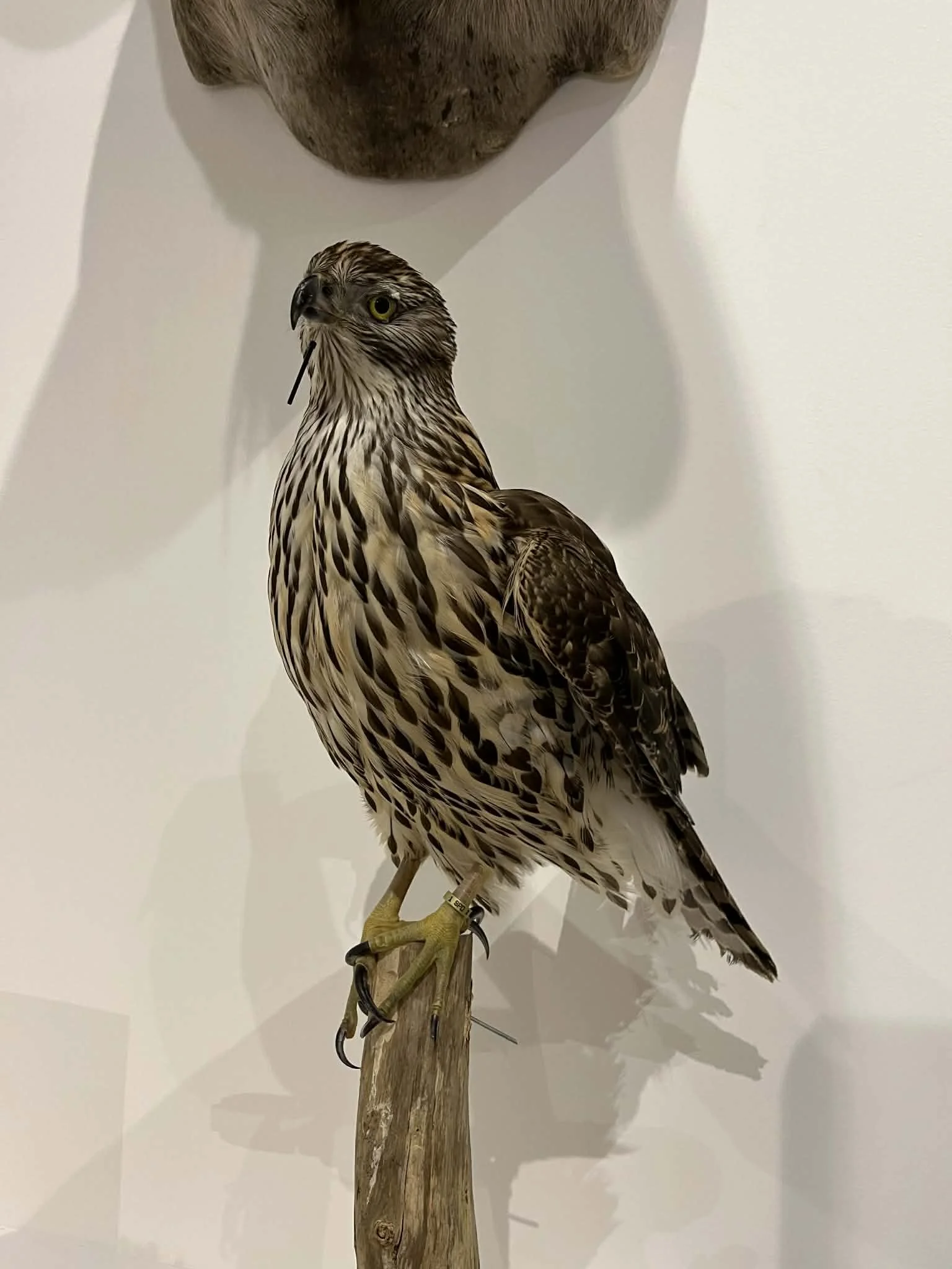 Mounted bird of prey, likely a hawk or falcon, with intricate brown, black, and cream plumage, perched on a wooden branch against a plain wall with a shadow.