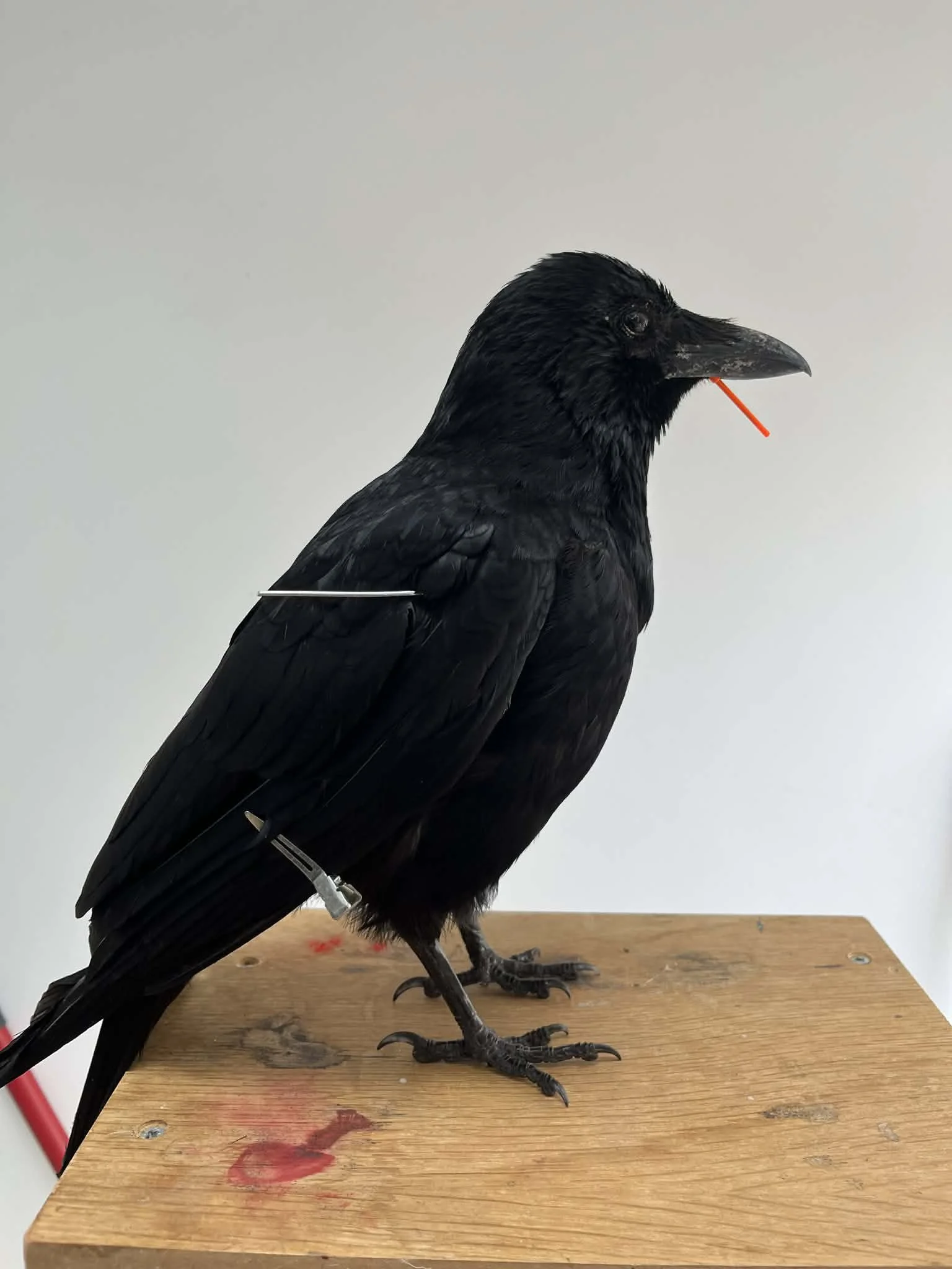 A black crow mounted on a wooden table with some red stain marks, with some surgical or similar clips holding its wings and leg.