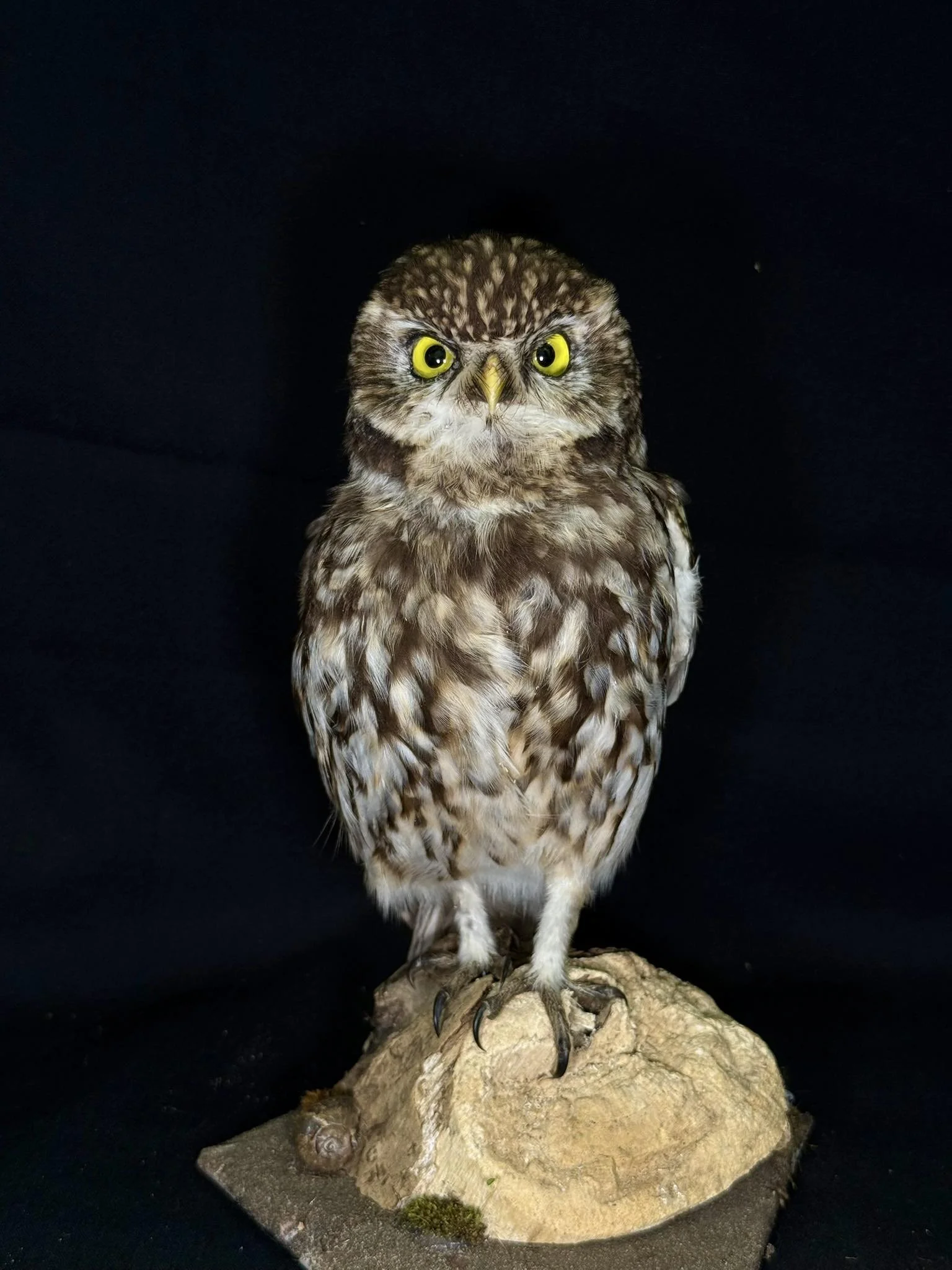 A detailed close-up photo of a small owl perched on a rock, with yellow eyes and brown and white feather mottling, against a black background.