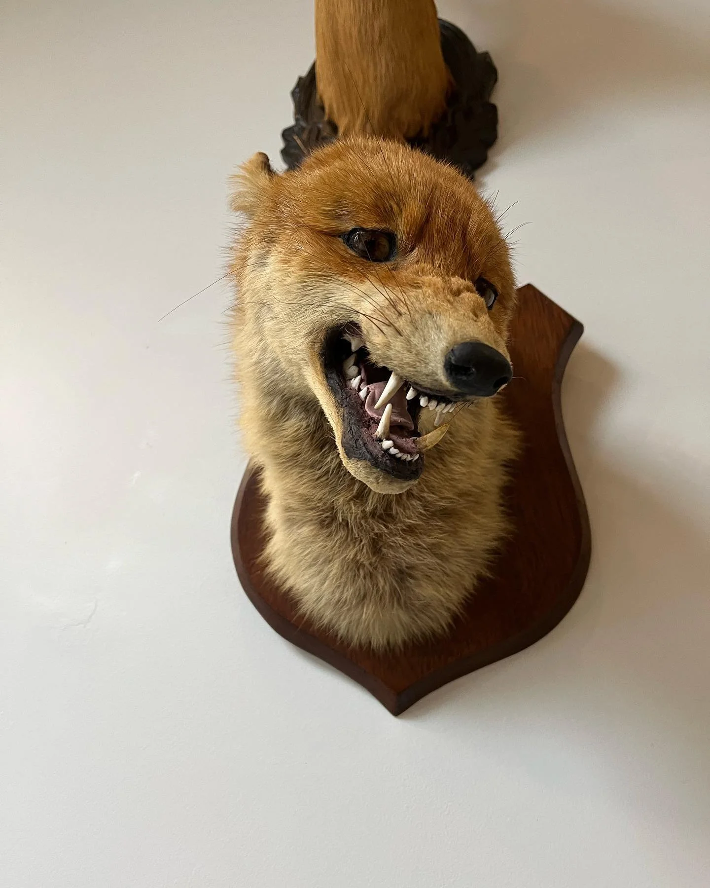 Mounted taxidermy fox head showing sharp teeth and a fierce expression, attached to a wooden plaque on a white wall.