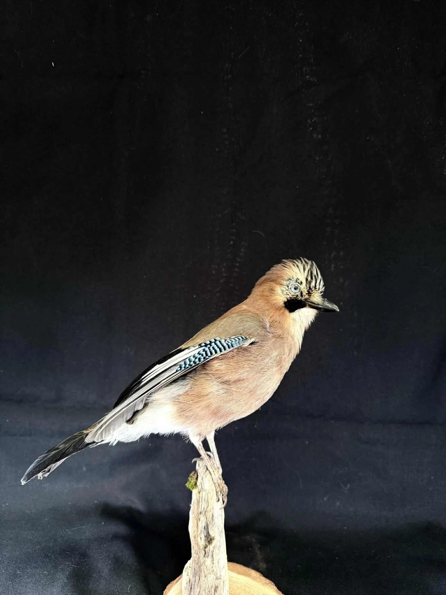 A taxidermy bird with pinkish-brown body, black markings on face, and blue-checked wings perched on a small piece of wood against a black background.
