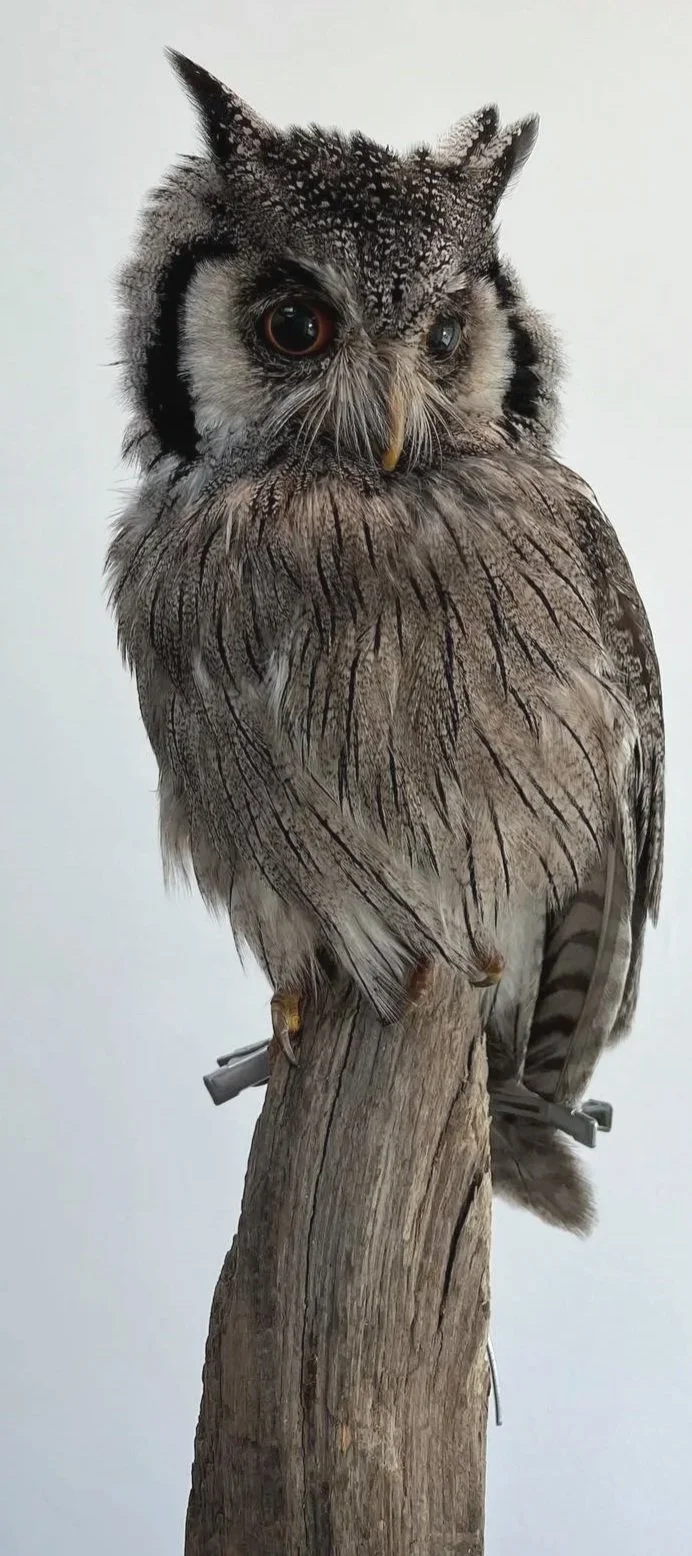 Close-up photo of a detailed owl perched on a wooden branch with a plain white background.