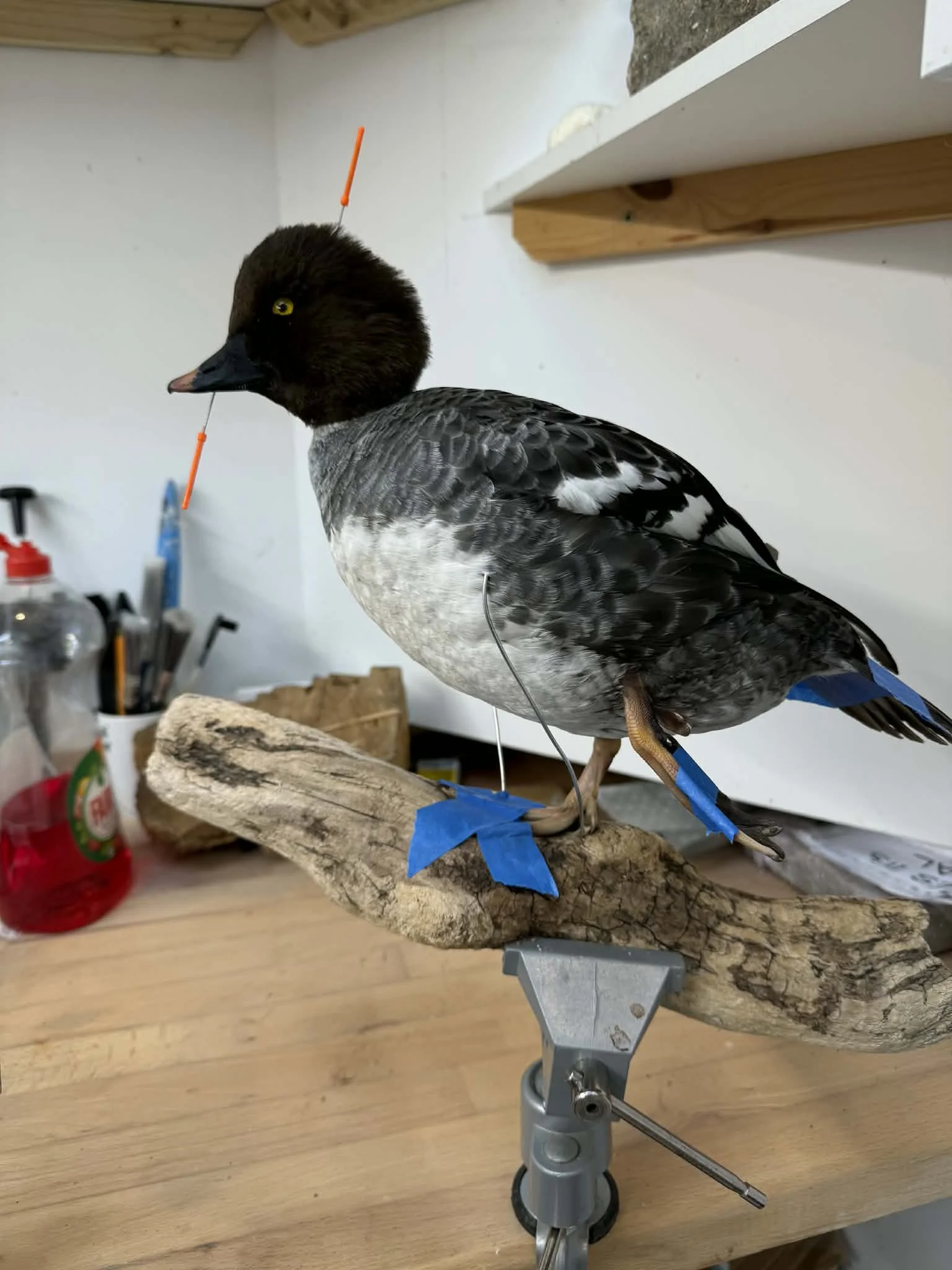 A mounted bird decoy on a piece of driftwood, perched on a workbench in a workshop, with a paintbrush and supplies visible in the background.