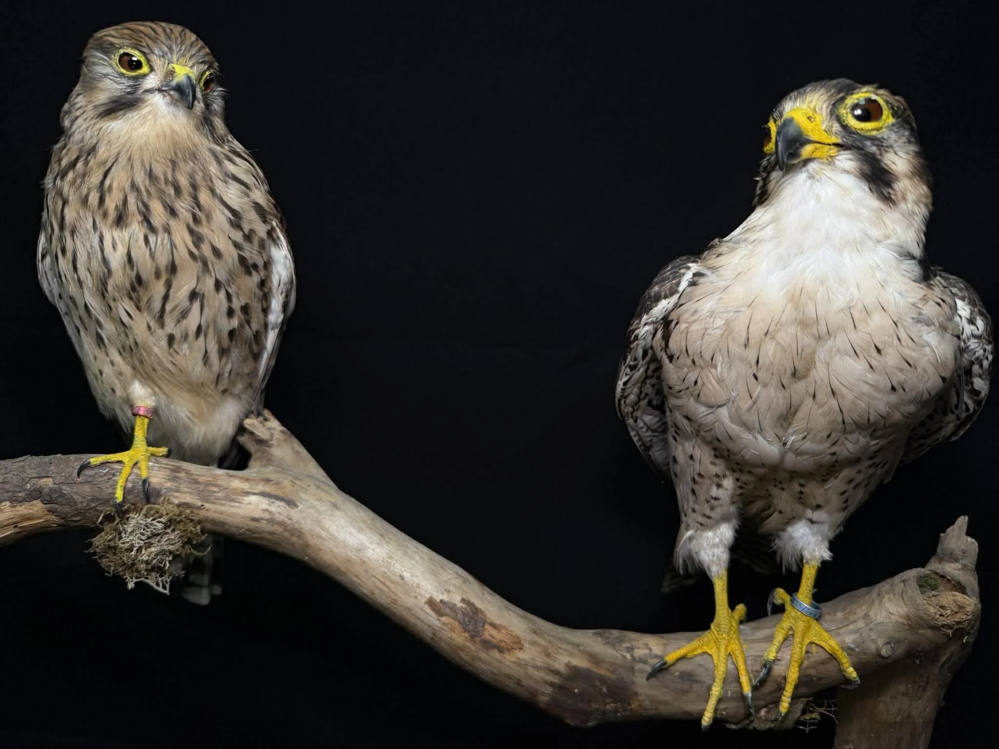 Two raptors perched on a wooden branch against a black background.