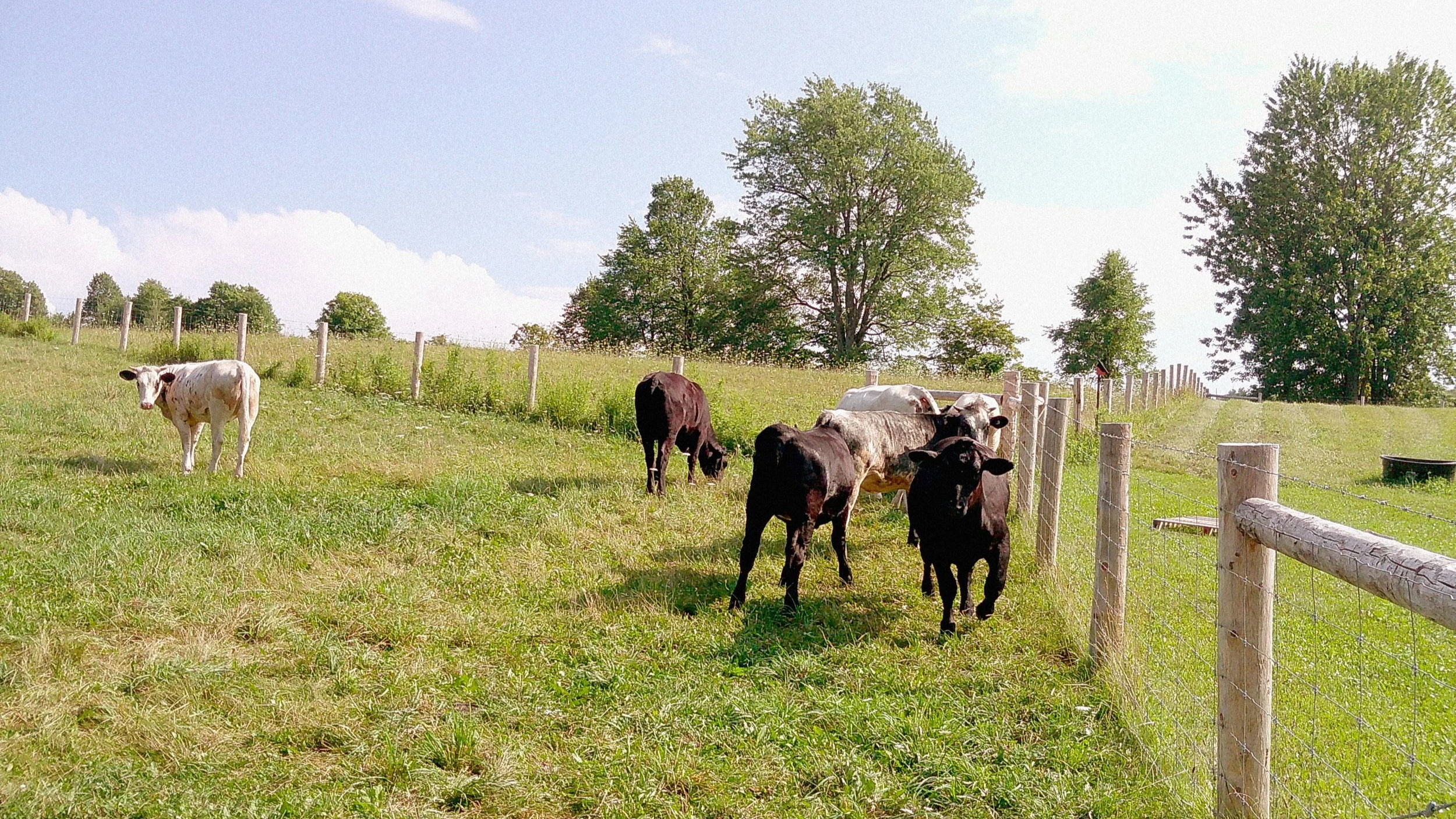 Understanding Beef  Weights