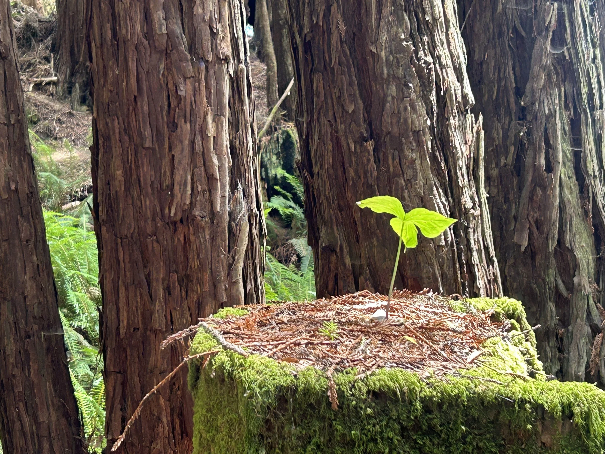 Close-up of a forest scene with tree trunks, green plants, ferns, moss, and sunlight filtering through the trees.