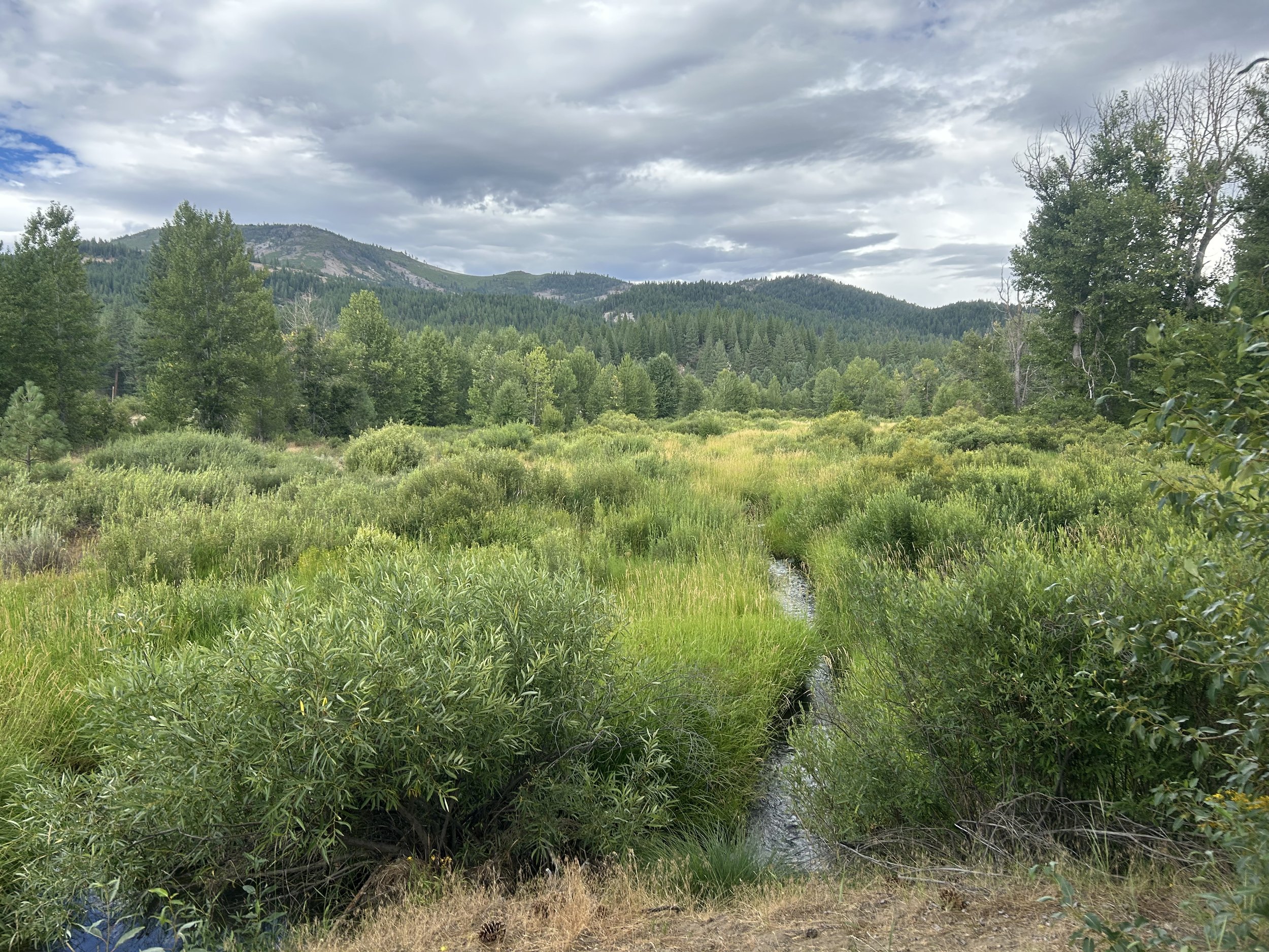 A landscape scene of a lush green meadow with dense trees and forested hills in the background under a cloudy sky.