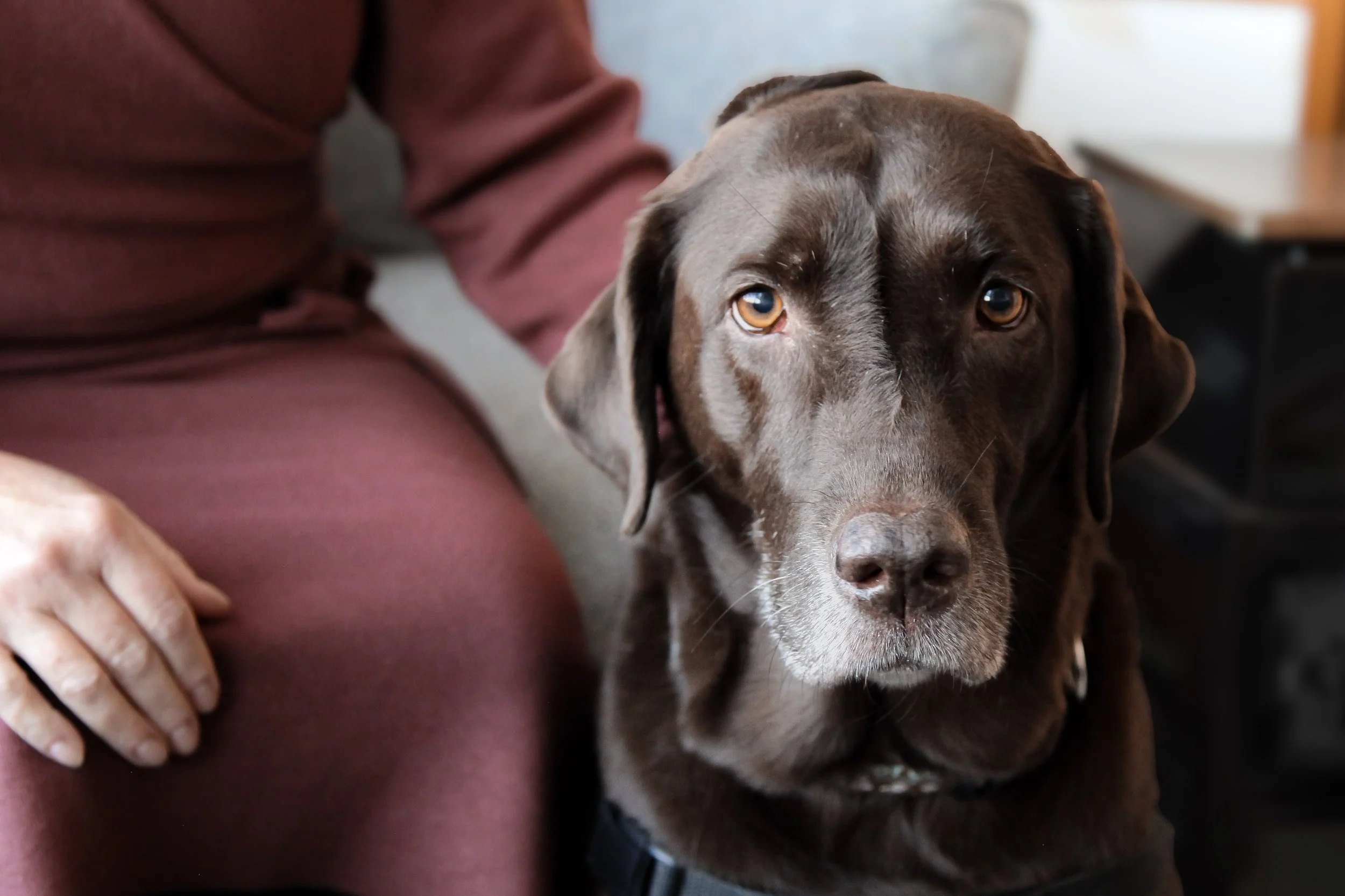 A chocolate Labrador retriever resting its head on a person's lap, with the person's hand gently placed on the dog's side. The person is wearing a long-sleeve shirt and the background is slightly blurred.