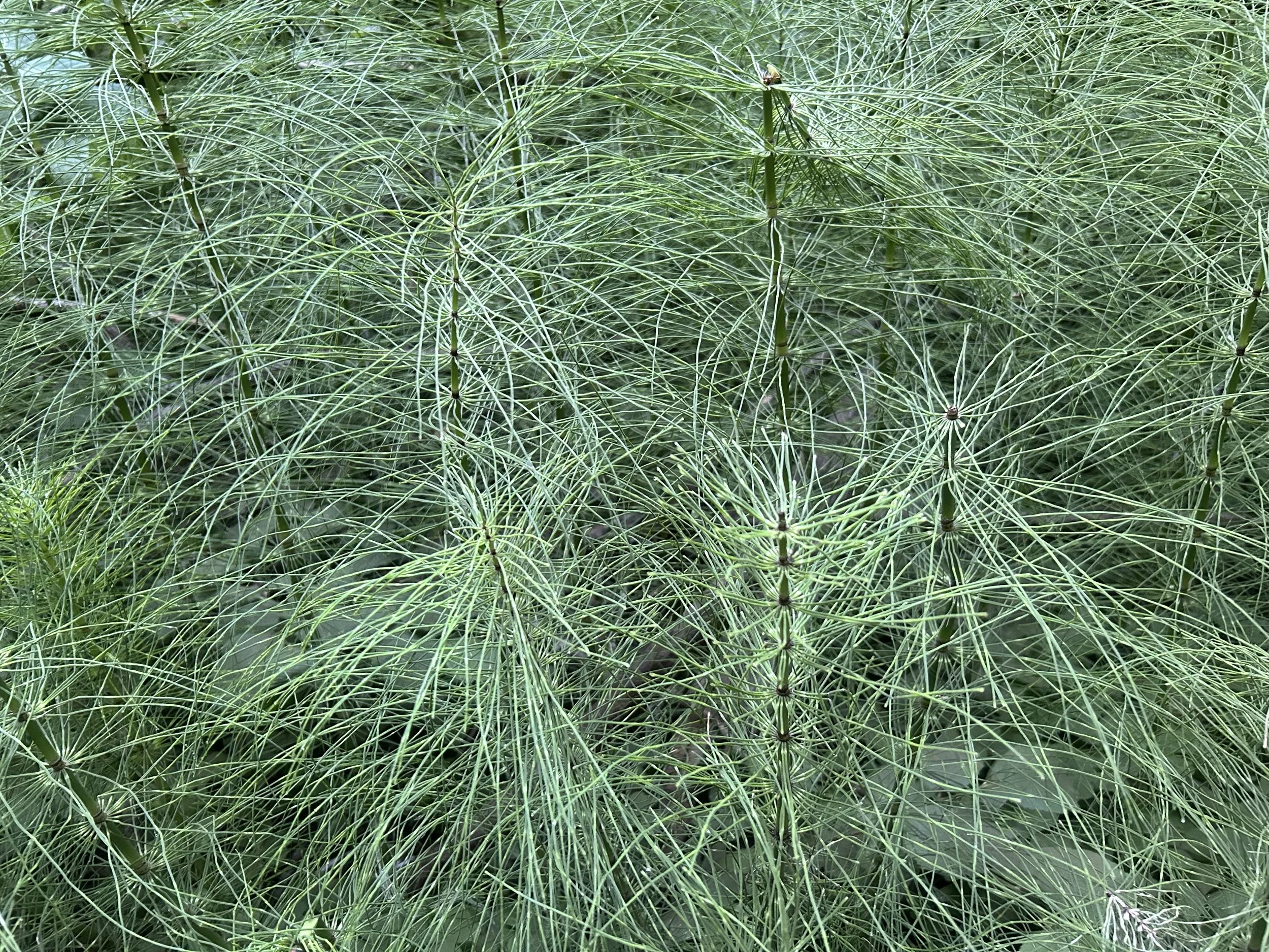 Dense green foliage with thin, spiky leaves and stems.