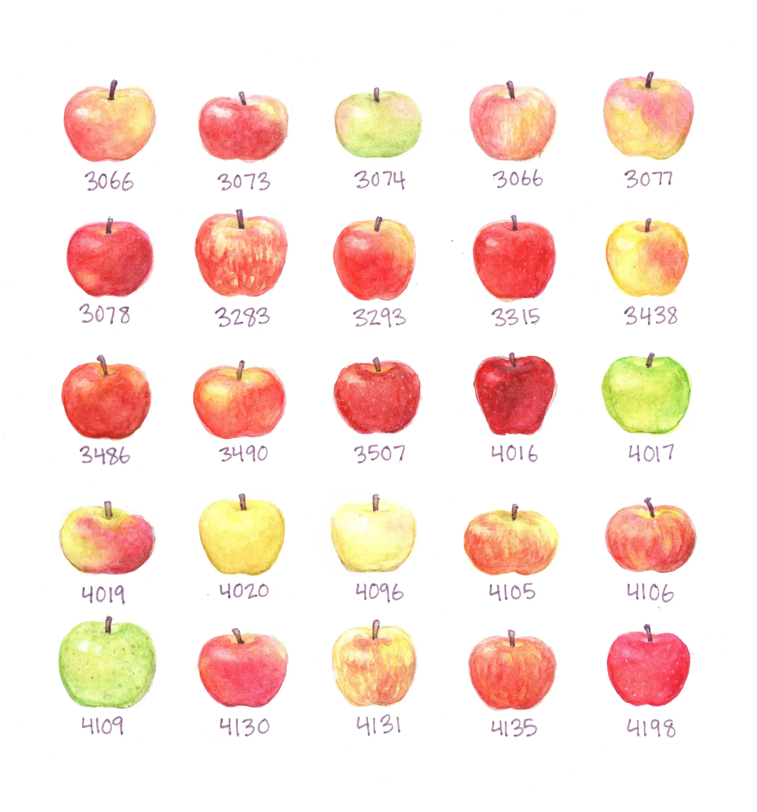 apples.jpg