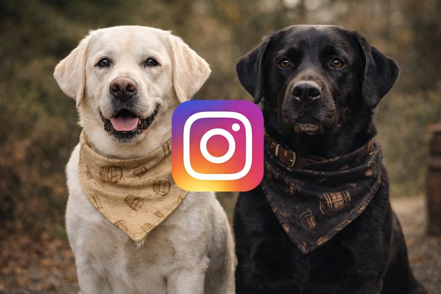 Two dogs, a light-colored Labrador Retriever and a black Labrador Retriever, wearing bandanas, sit outdoors with a blurred background. An Instagram logo is overlaid on the image.