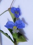 Dayflower closeup.JPG