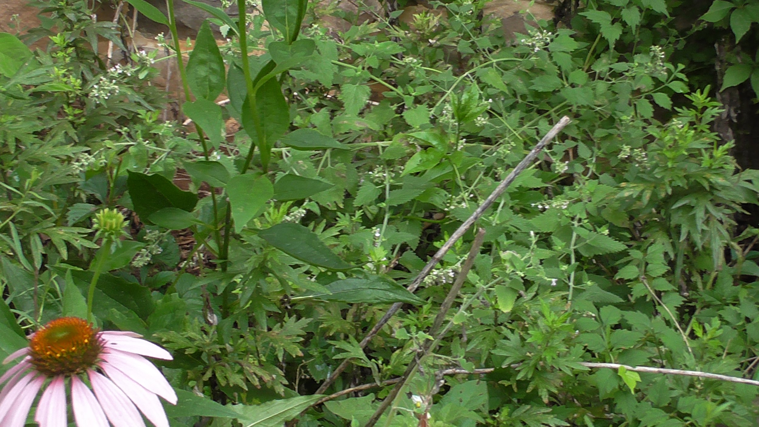 S2520007.JPG