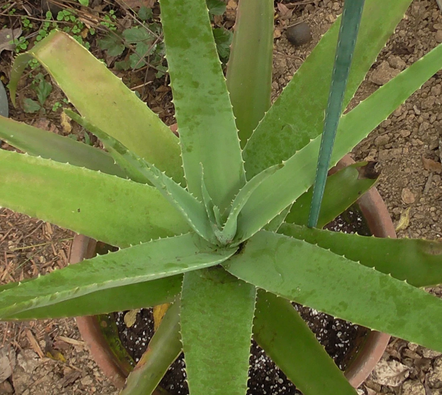 Aloe (vera and fan)