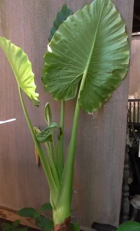 Elephant Ears $50.JPG