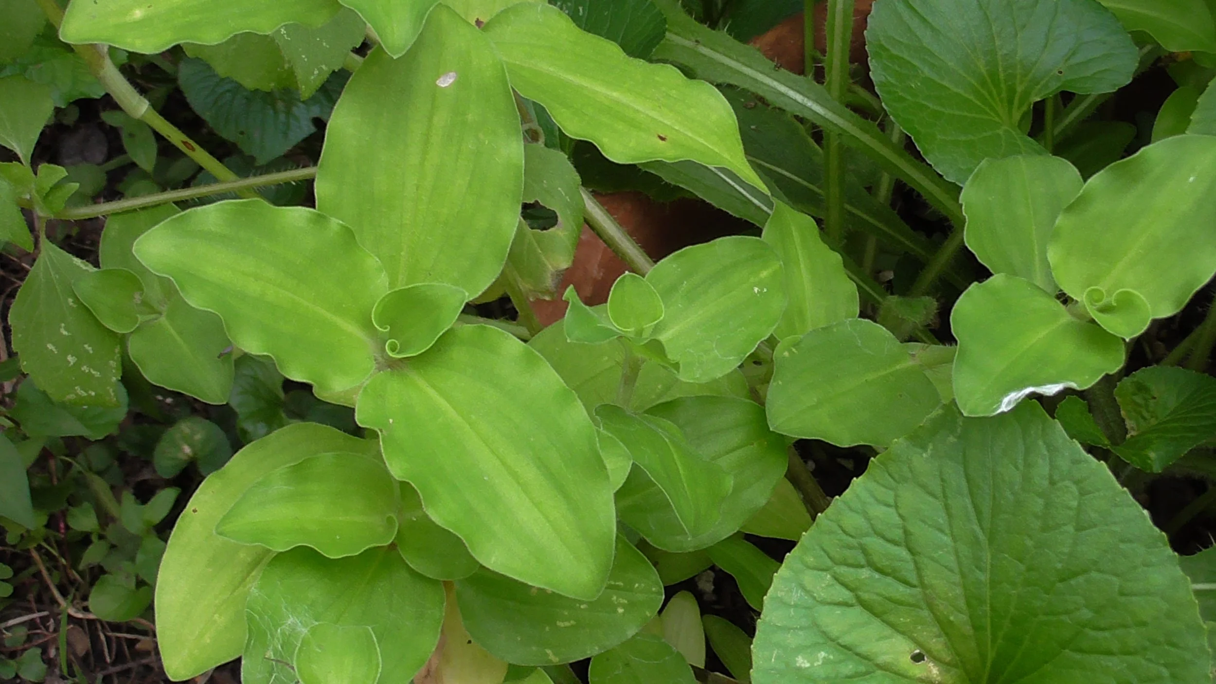 Short Leaf Spiderwort.JPG