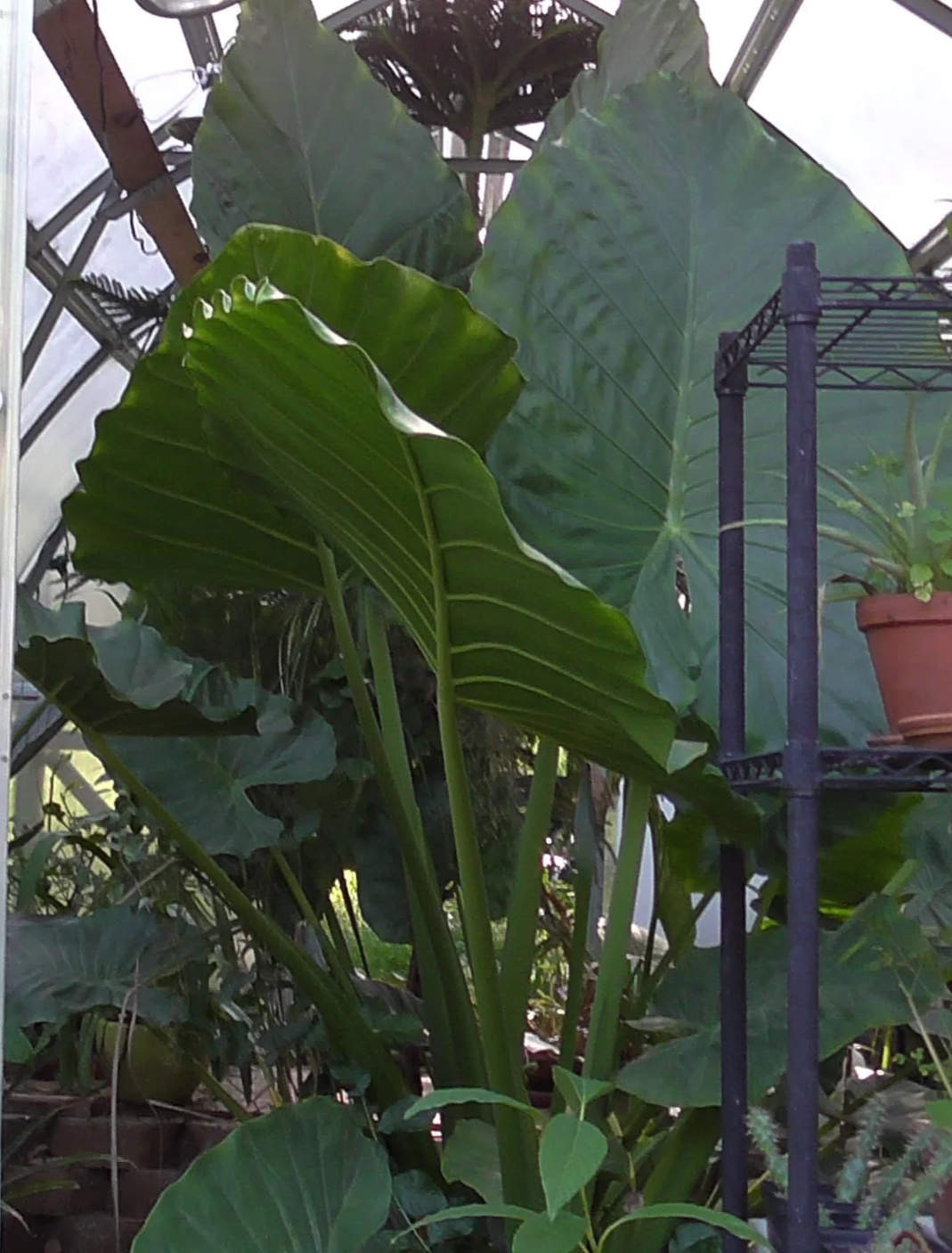 Caladium.png