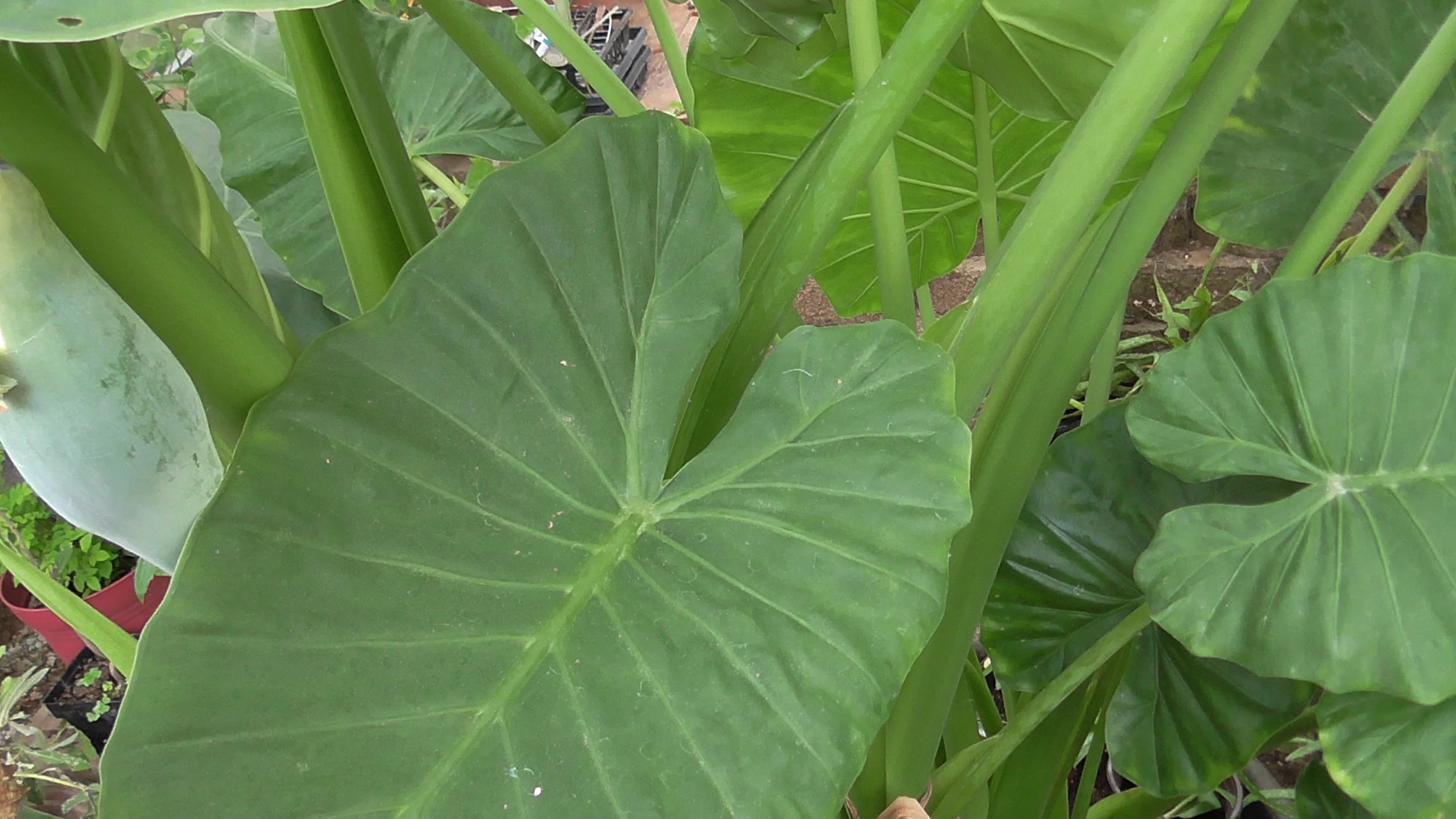 elephant ear leaf.JPG