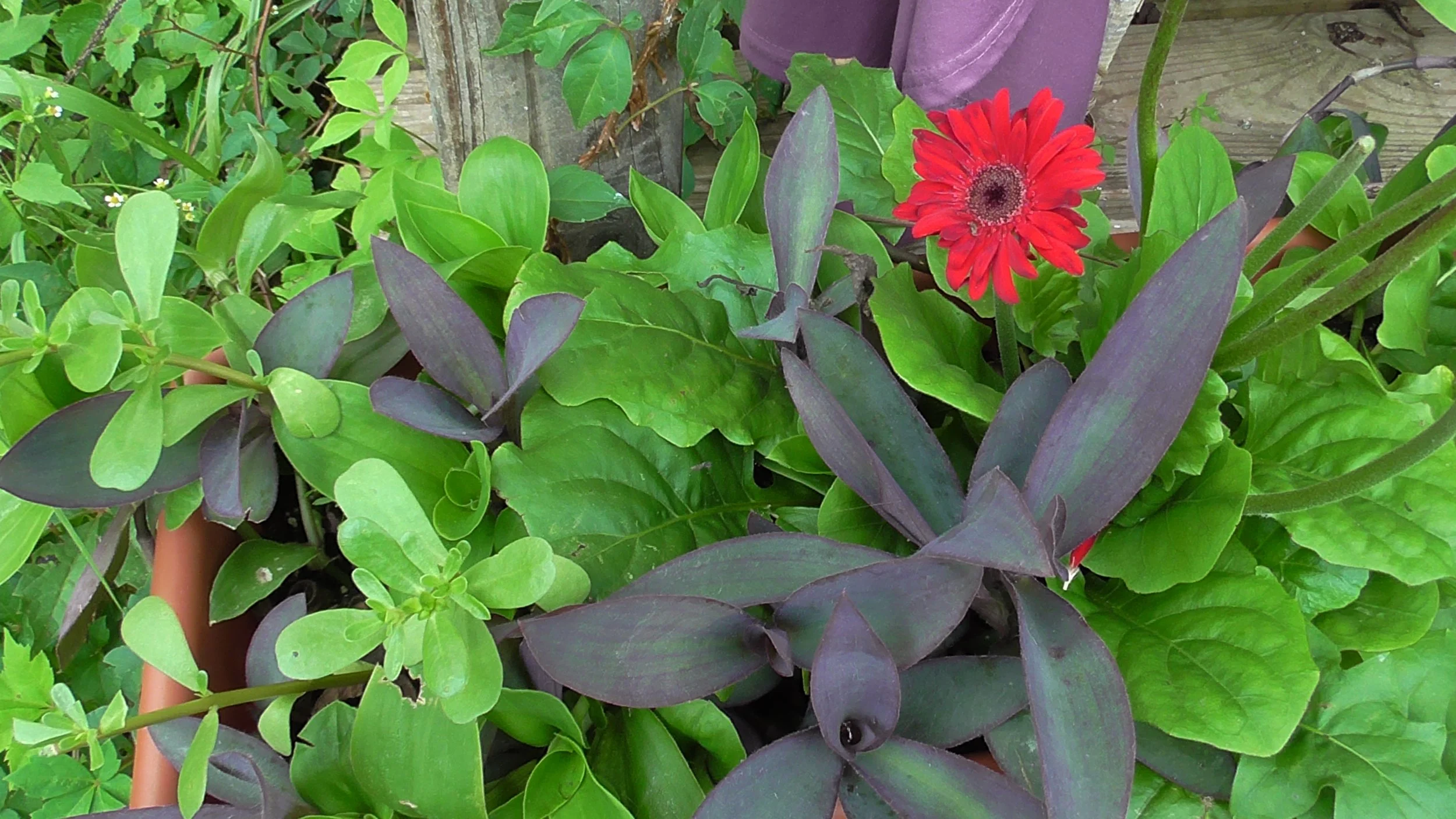 Gerbera Daisy and Spiderworts Window Box.JPG