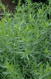 Herbs and Hot Peppers