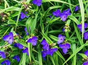 Wild Spiderworts