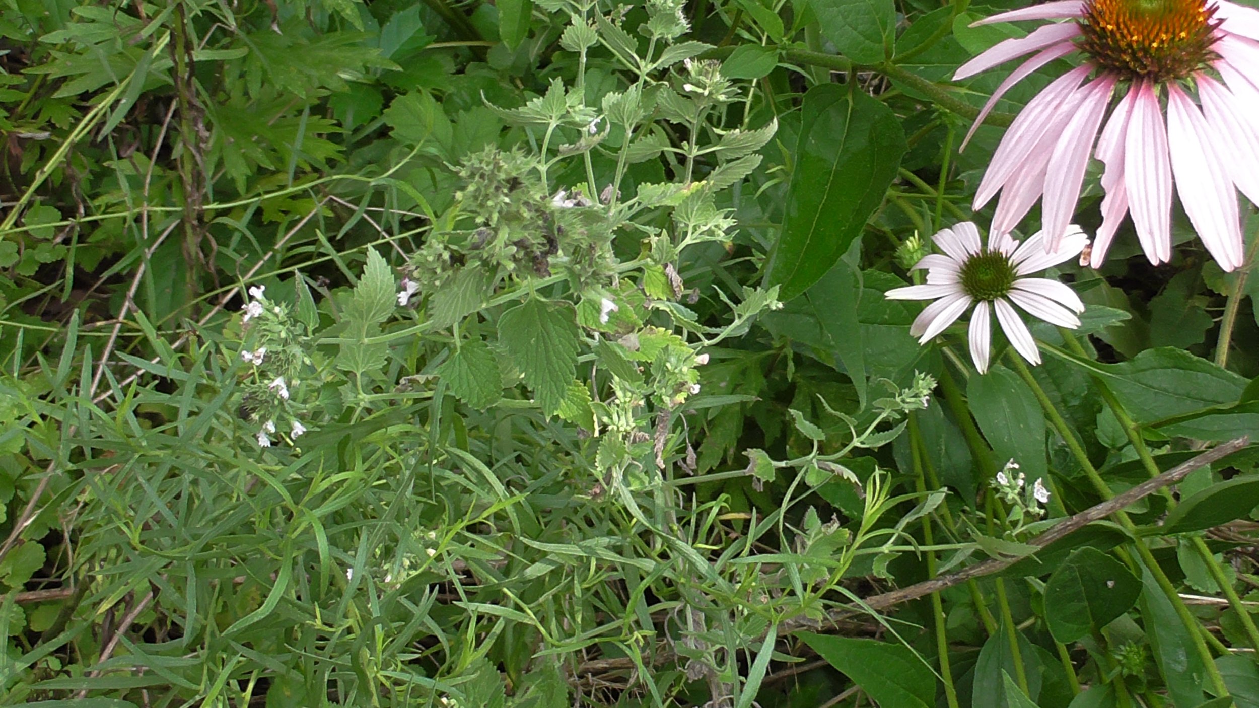 S2520008.JPG