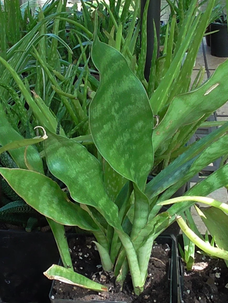 Snake plant
